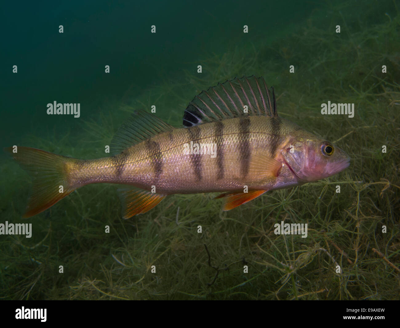 Un Europeo di pesce persico Perca fluviatilis) rovistando sul fondo del lago, lago Helensee, Francoforte sull'Oder, Brandeburgo, Germania Foto Stock