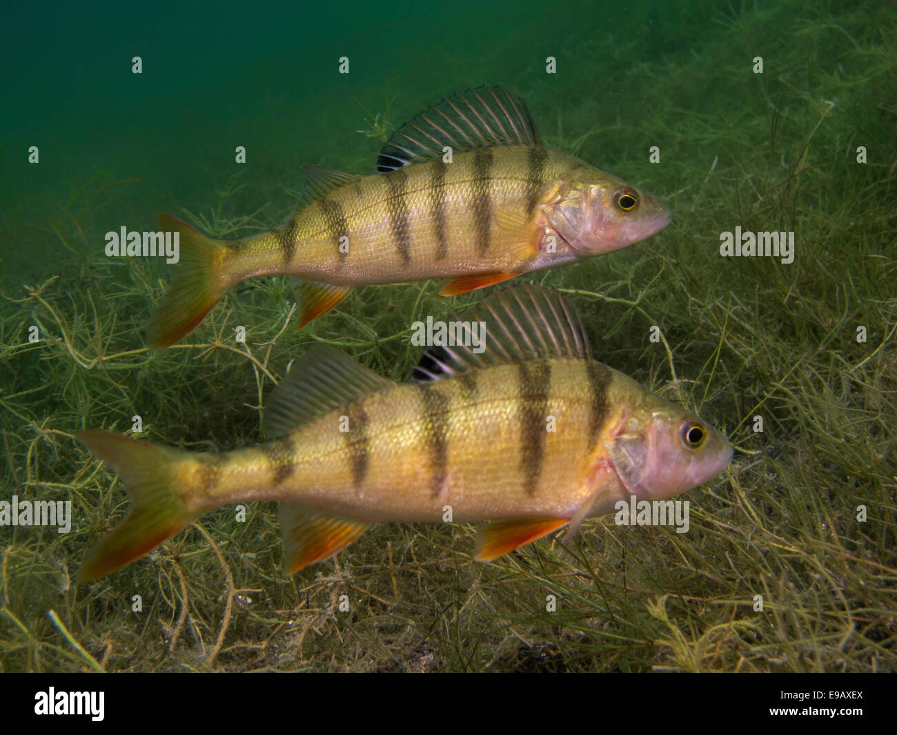 Due trespoli europea (Perca fluviatilis) rovistando sul fondo del lago, lago Helensee, Francoforte sull'Oder, Brandeburgo, Germania Foto Stock