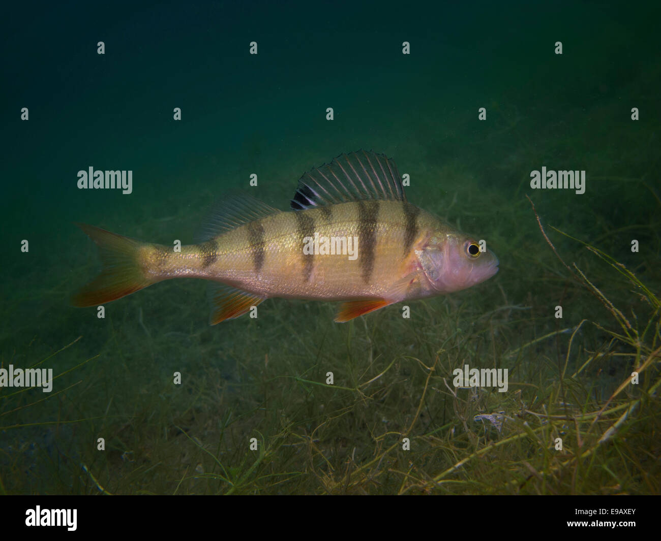 Un Europeo di pesce persico Perca fluviatilis) rovistando sul fondo del lago, lago Helensee, Francoforte sull'Oder, Brandeburgo, Germania Foto Stock