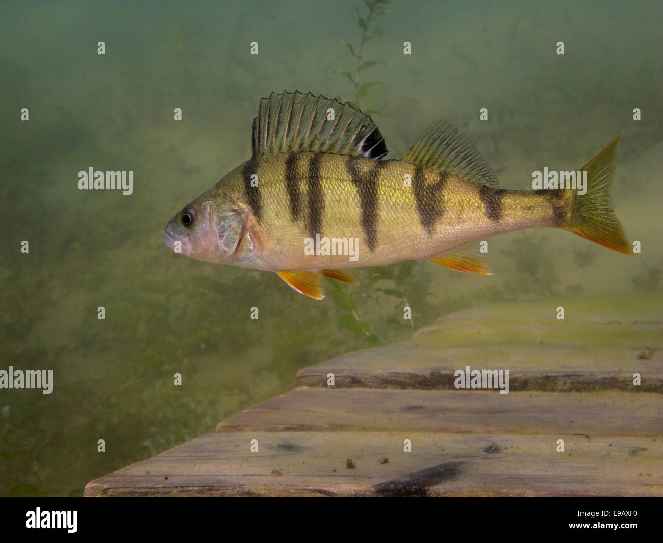 Un Europeo di pesce persico Perca fluviatilis) rovistando sul fondo del lago, lago Helensee, Francoforte sull'Oder, Brandeburgo, Germania Foto Stock