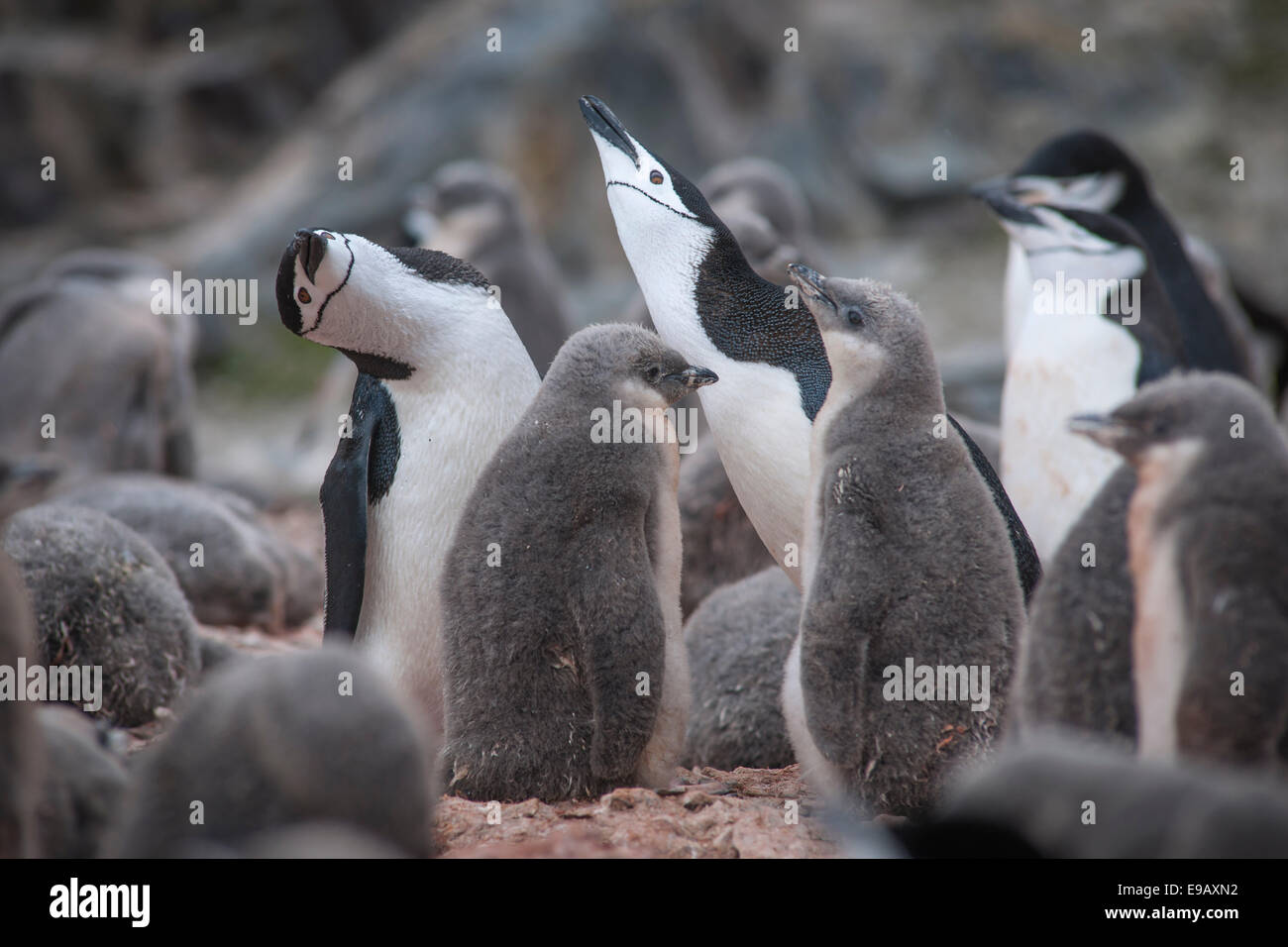 Pinguini Chinstrap (Pygoscelis antarcticus), Hannah Point, Livingston Island, Antartide Foto Stock
