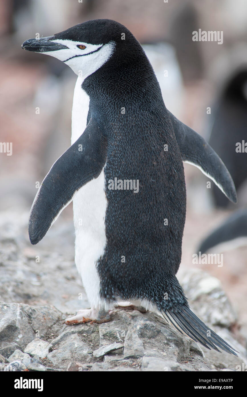 Pinguini Chinstrap (Pygoscelis antarcticus), Hannah Point, Livingston Island, Antartide Foto Stock