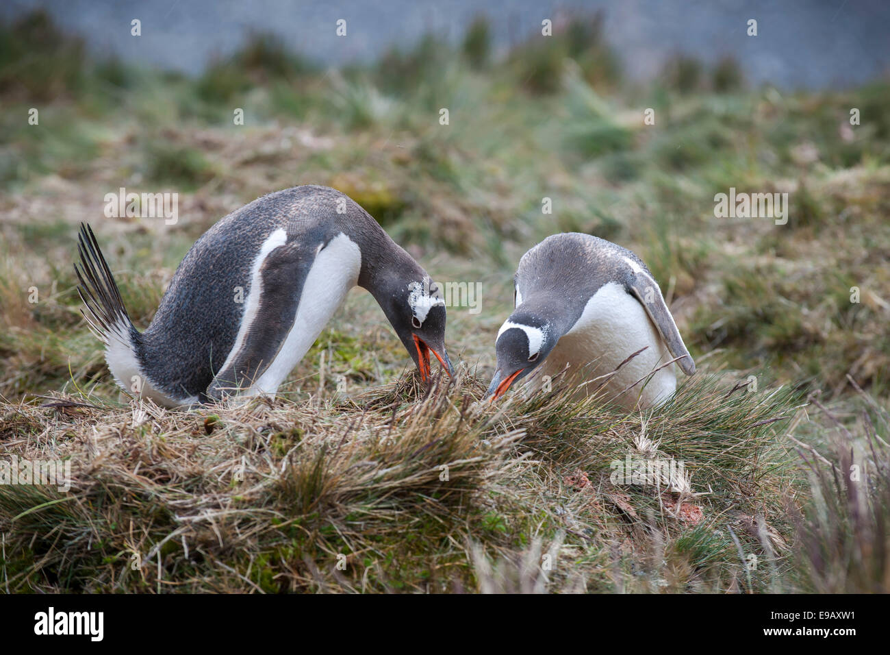 I pinguini di Gentoo (Pygoscelis papua), Grytviken, Georgia del Sud e Isole Sandwich del Sud, Regno Unito Foto Stock