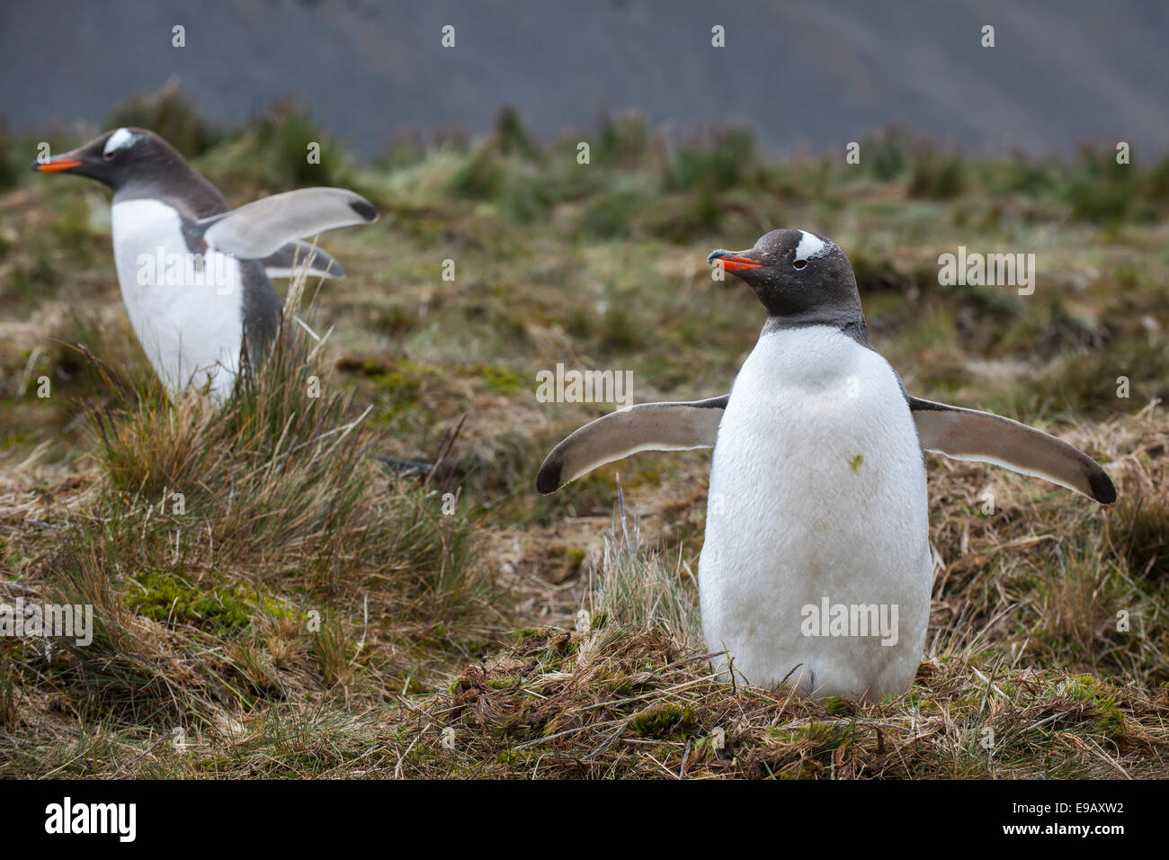 I pinguini di Gentoo (Pygoscelis papua), Grytviken, Georgia del Sud e Isole Sandwich del Sud, Regno Unito Foto Stock