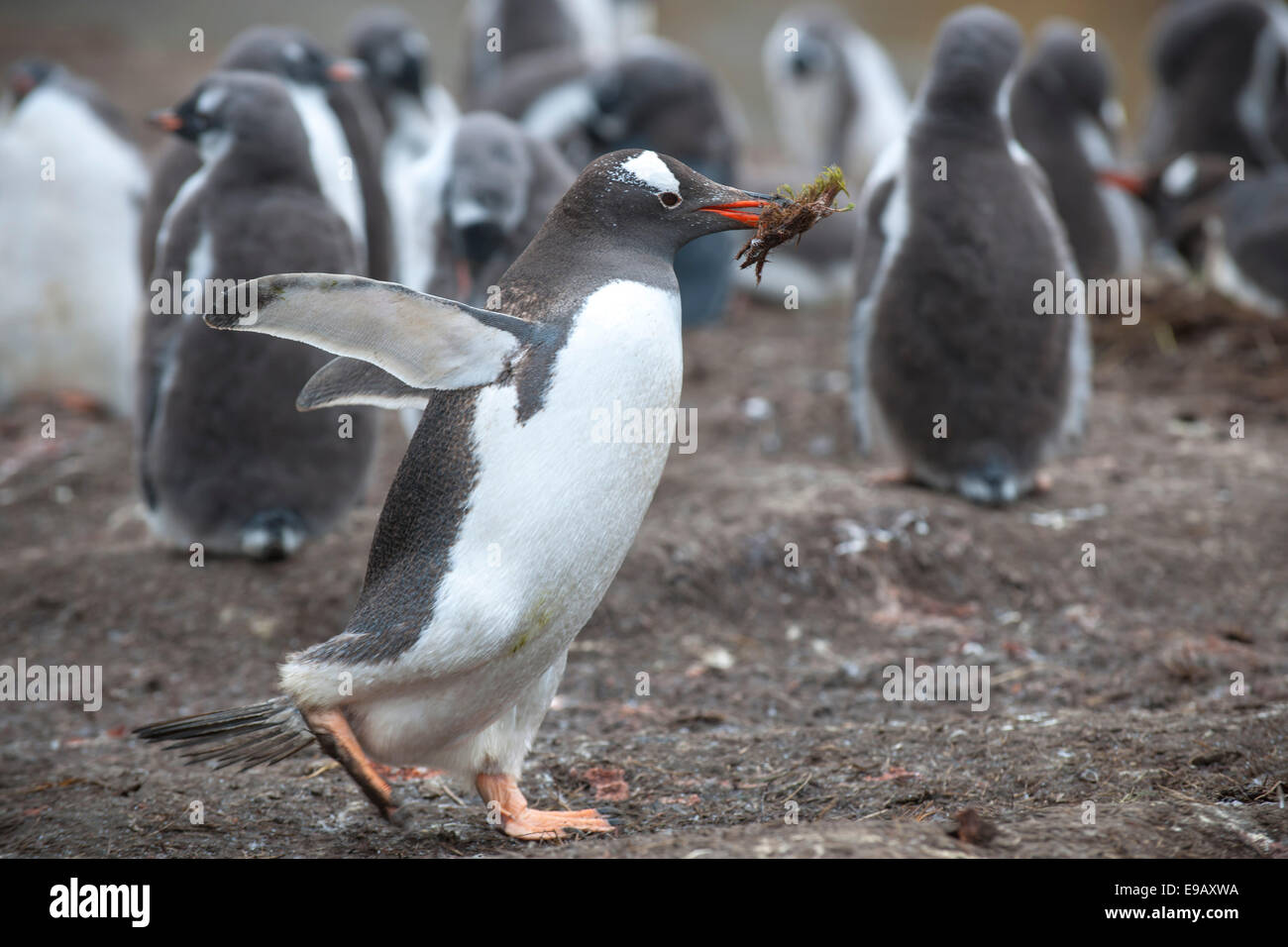 I pinguini di Gentoo (Pygoscelis papua) con materiale di nidificazione, Grytviken, Georgia del Sud e Isole Sandwich del Sud Foto Stock