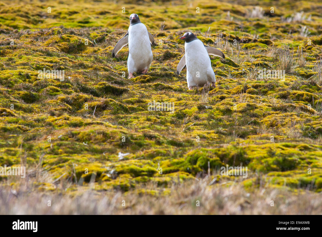 I pinguini di Gentoo (Pygoscelis papua), Godthul, Georgia del Sud e Isole Sandwich del Sud, Regno Unito Foto Stock