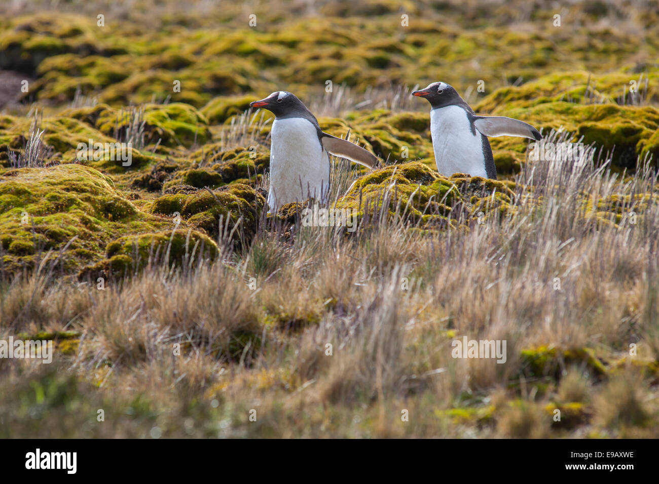 I pinguini di Gentoo (Pygoscelis papua), Godthul, Georgia del Sud e Isole Sandwich del Sud, Regno Unito Foto Stock