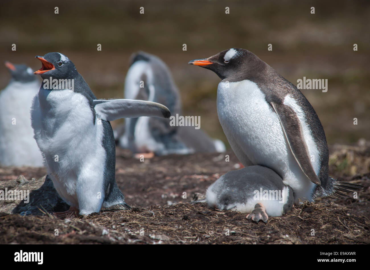 Pinguino Gentoo (Pygoscelis papua) sul nido con giovani, Godthul, Georgia del Sud e Isole Sandwich del Sud, Regno Unito Foto Stock