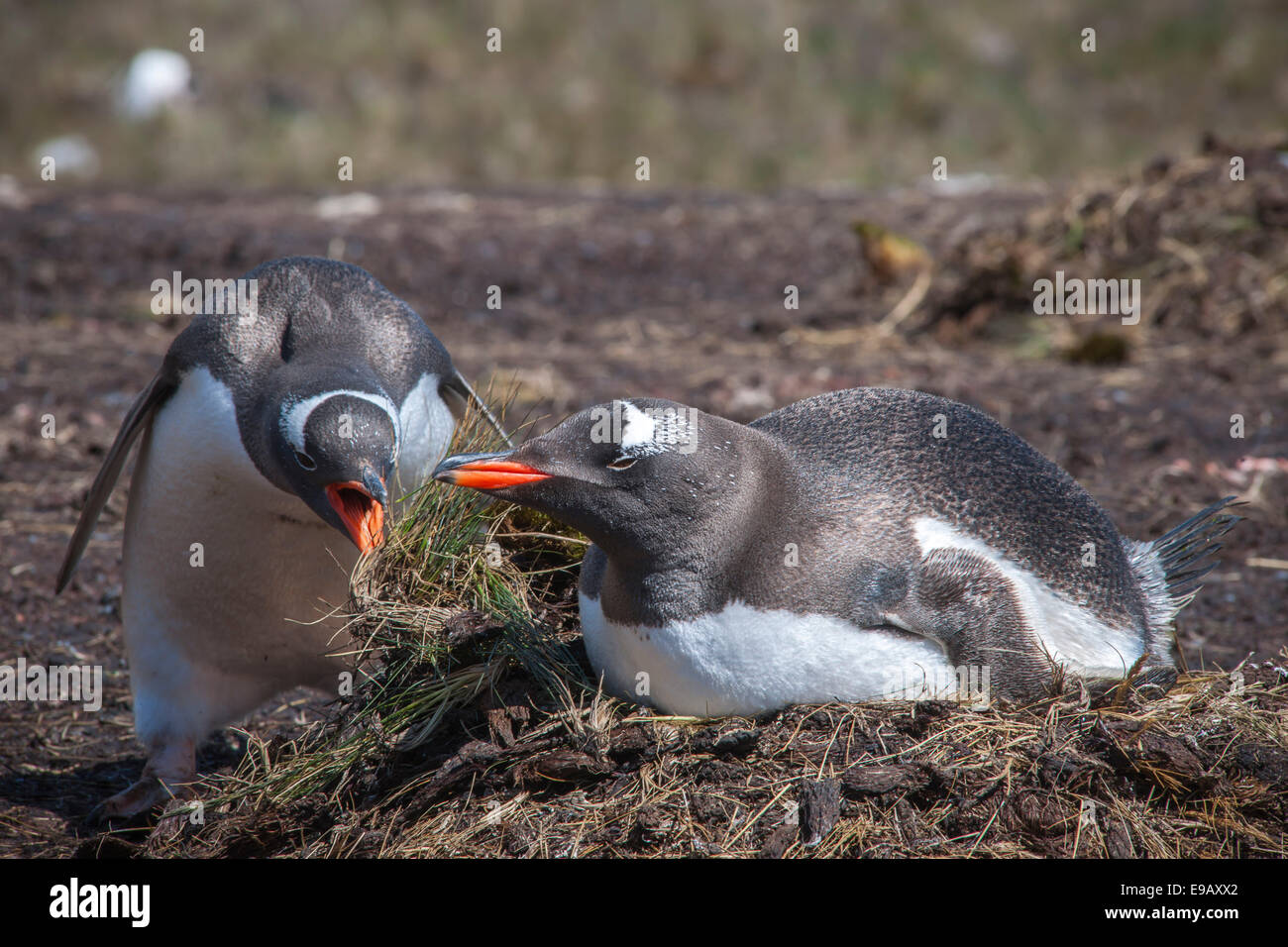 I pinguini di Gentoo (Pygoscelis papua) allevamento sul nido, Godthul, Georgia del Sud e Isole Sandwich del Sud, Regno Unito Foto Stock