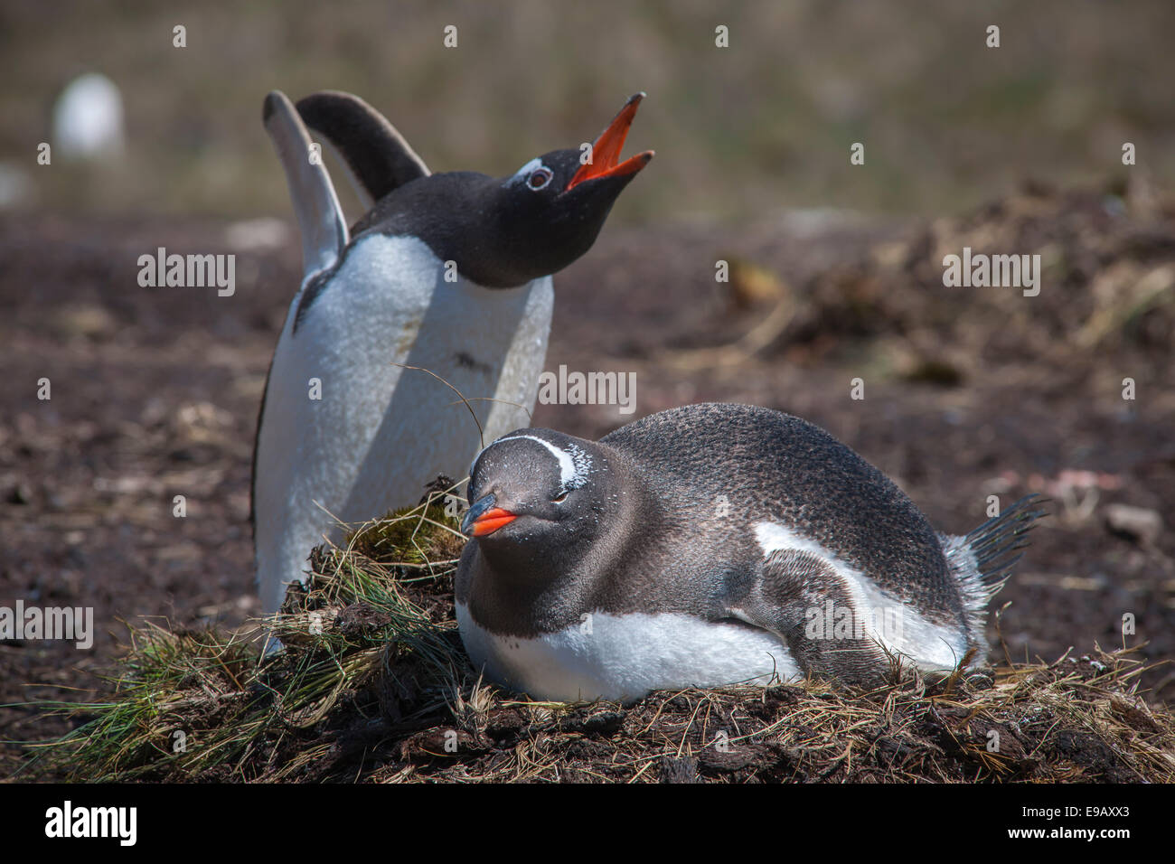 I pinguini di Gentoo (Pygoscelis papua) allevamento sul nido, Godthul, Georgia del Sud e Isole Sandwich del Sud, Regno Unito Foto Stock