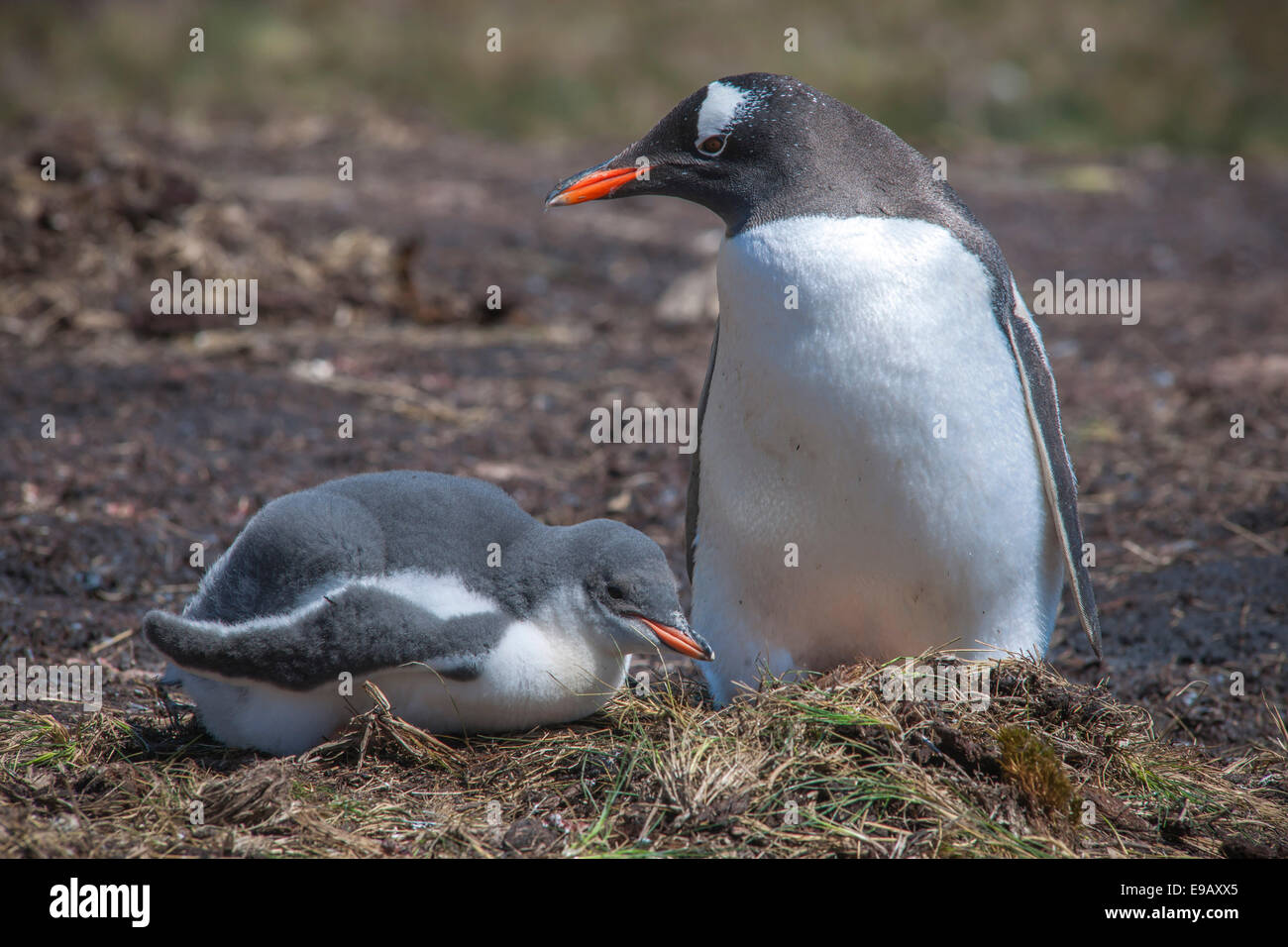 Pinguino Gentoo (Pygoscelis papua) sul nido con giovani, Godthul, Georgia del Sud e Isole Sandwich del Sud, Regno Unito Foto Stock