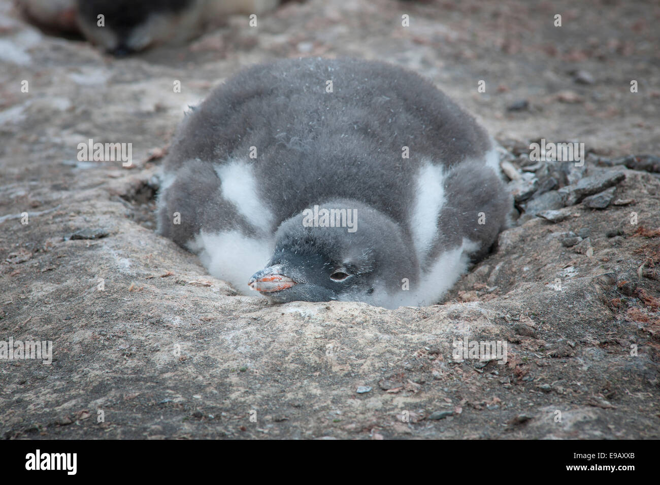 Pinguino Gentoo (Pygoscelis papua) pulcino nel nido, Hannah Point, Livingston isola, a sud le isole Shetland, Antartide Foto Stock