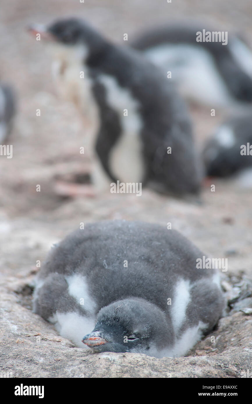Pinguino Gentoo (Pygoscelis papua) pulcino nel nido, Hannah Point, Livingston isola, a sud le isole Shetland, Antartide Foto Stock