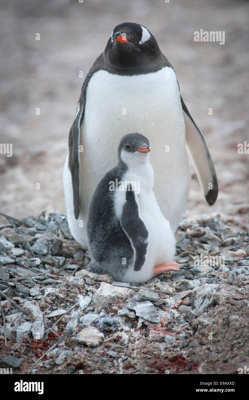 Pinguino Gentoo (Pygoscelis papua) e giovani nel nido, Hannah Point, Livingston isola, a sud le isole Shetland, Antartide Foto Stock