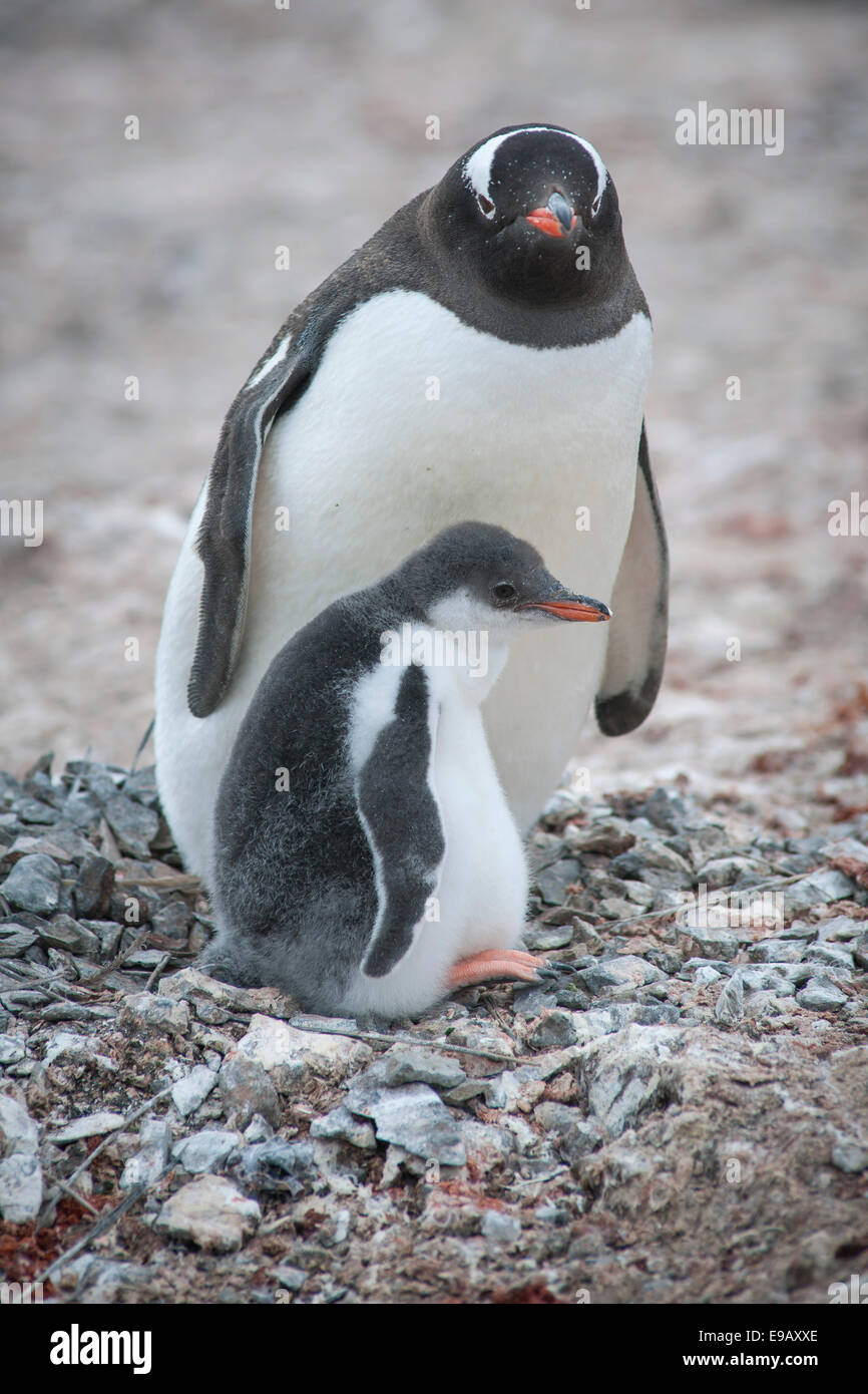 Pinguino Gentoo (Pygoscelis papua) e giovani nel nido, Hannah Point, Livingston isola, a sud le isole Shetland, Antartide Foto Stock