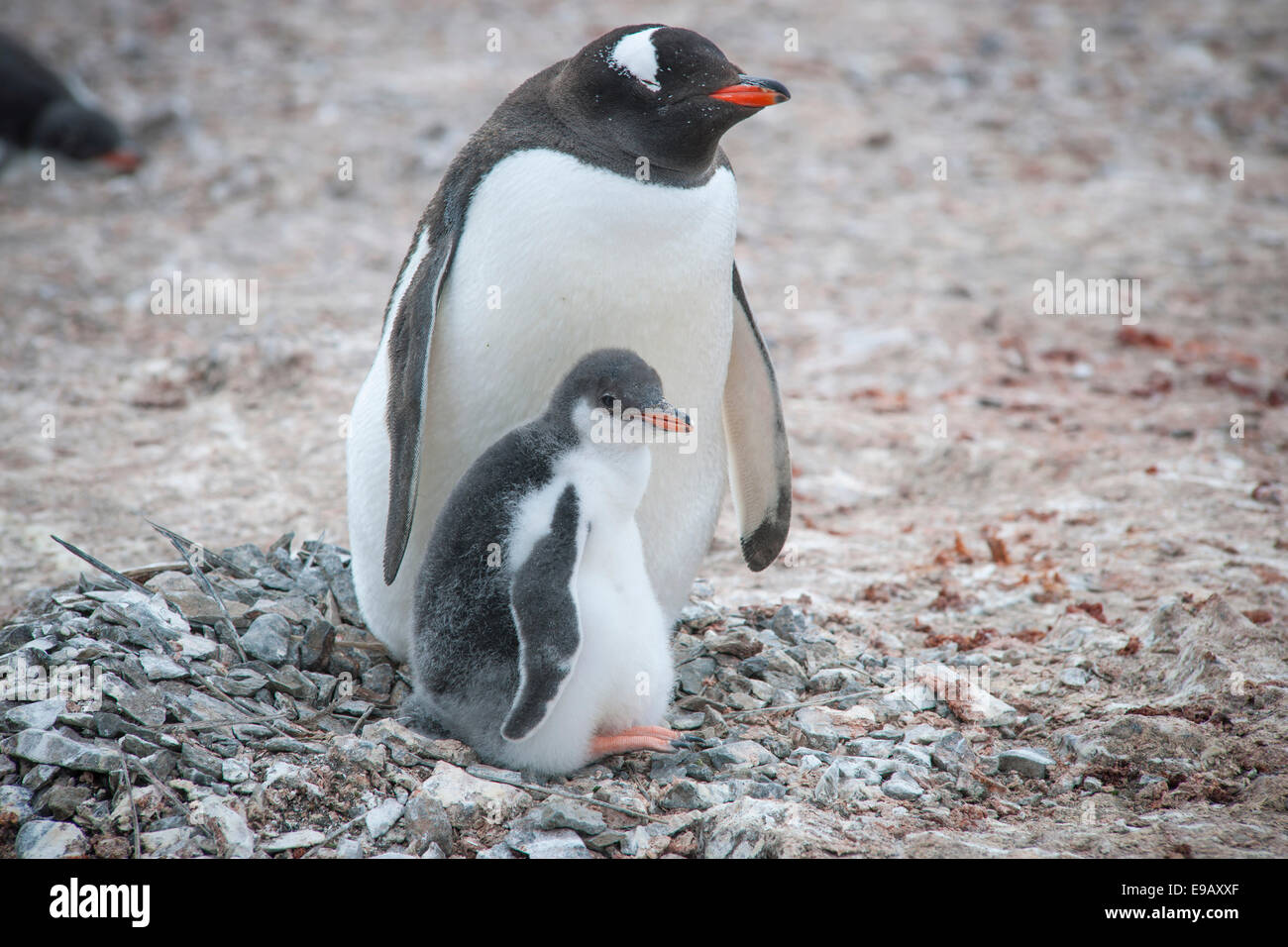 Pinguino Gentoo (Pygoscelis papua) e giovani nel nido, Hannah Point, Livingston isola, a sud le isole Shetland, Antartide Foto Stock