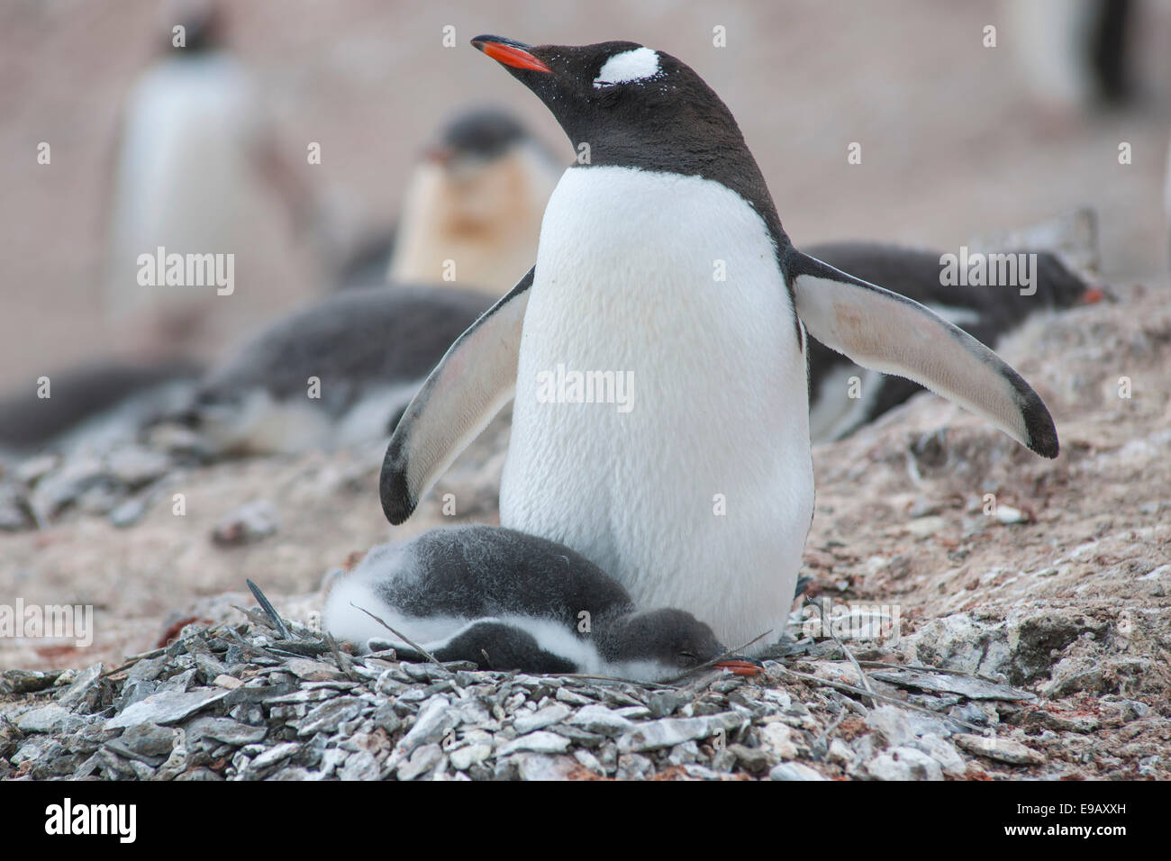 Pinguino Gentoo (Pygoscelis papua) e pulcino al nido, Hannah Point, Livingston isola, a sud le isole Shetland, Antartide Foto Stock