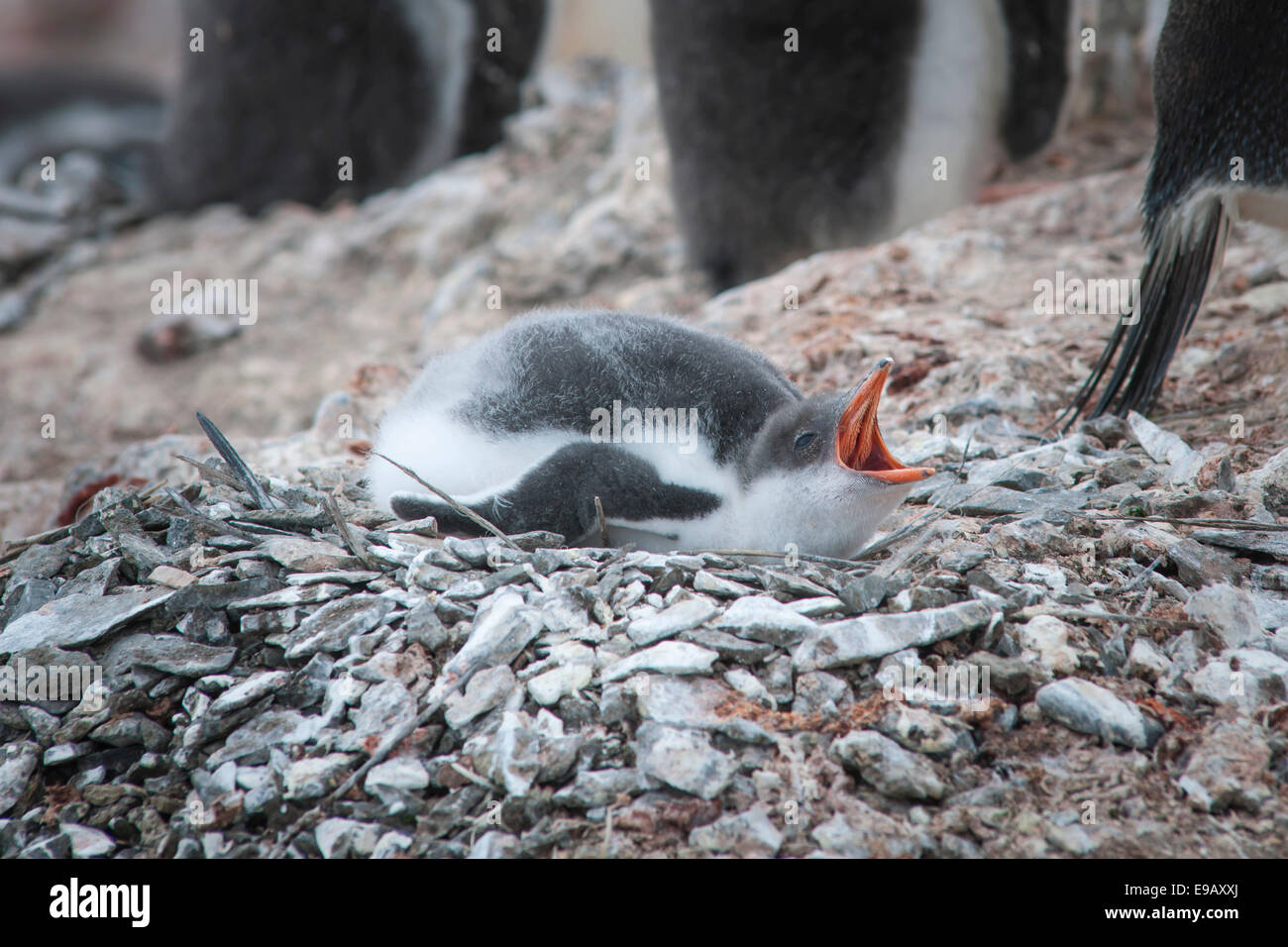 Pinguino Gentoo (Pygoscelis papua), giovani nel nido, Hannah Point, Livingston isola, a sud le isole Shetland, Antartide Foto Stock