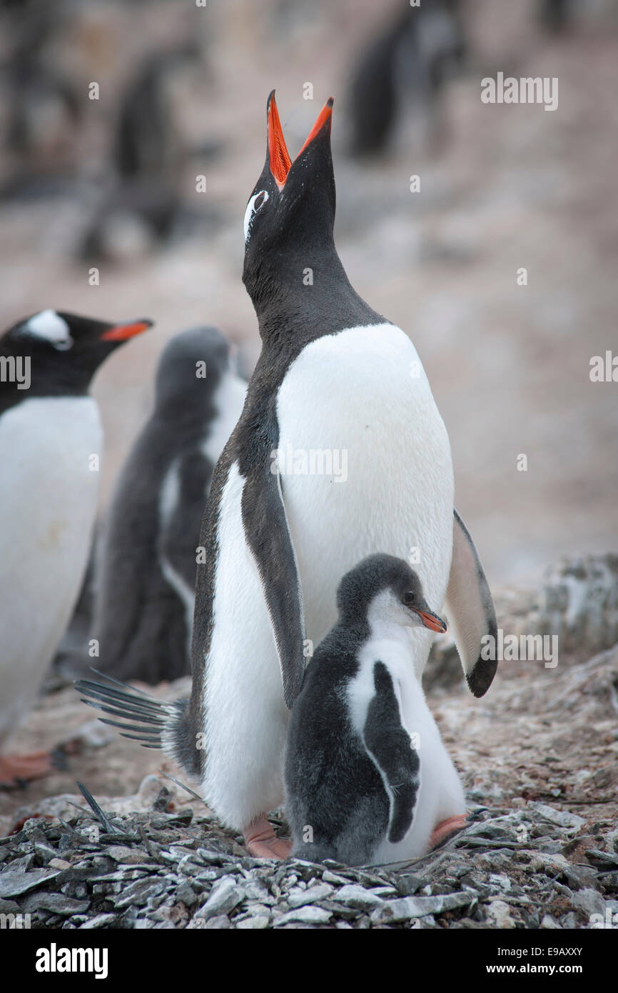 Pinguino Gentoo (Pygoscelis papua) e pulcino al nido, Hannah Point, Livingston isola, a sud le isole Shetland, Antartide Foto Stock