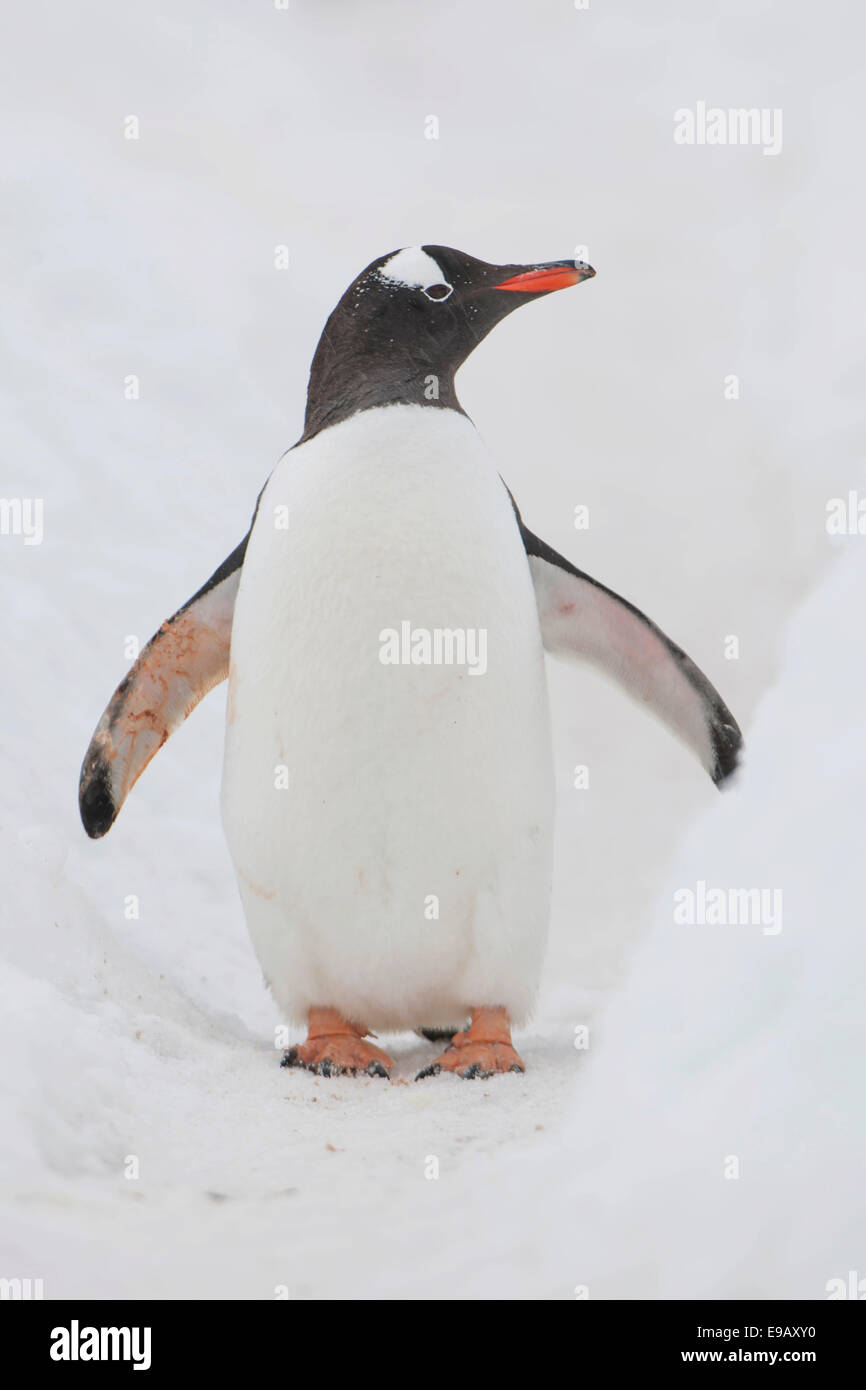 Pinguino Gentoo (Pygoscelis papua), Walker Bay, Livingston isola, a sud le isole Shetland, Antartide Foto Stock