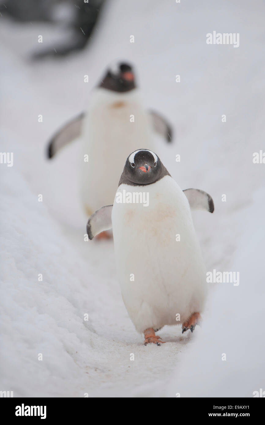 I pinguini di Gentoo (Pygoscelis papua), Walker Bay, Livingston isola, a sud le isole Shetland, Antartide Foto Stock