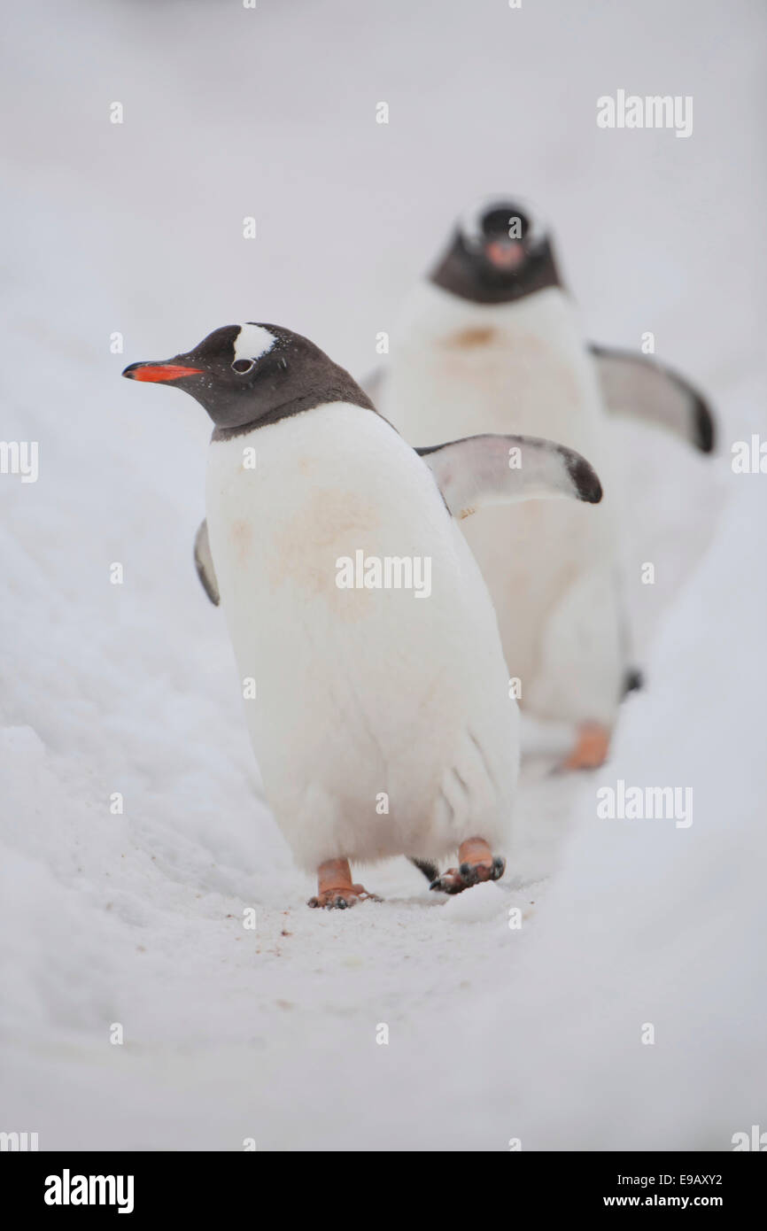 I pinguini di Gentoo (Pygoscelis papua), Walker Bay, Livingston isola, a sud le isole Shetland, Antartide Foto Stock