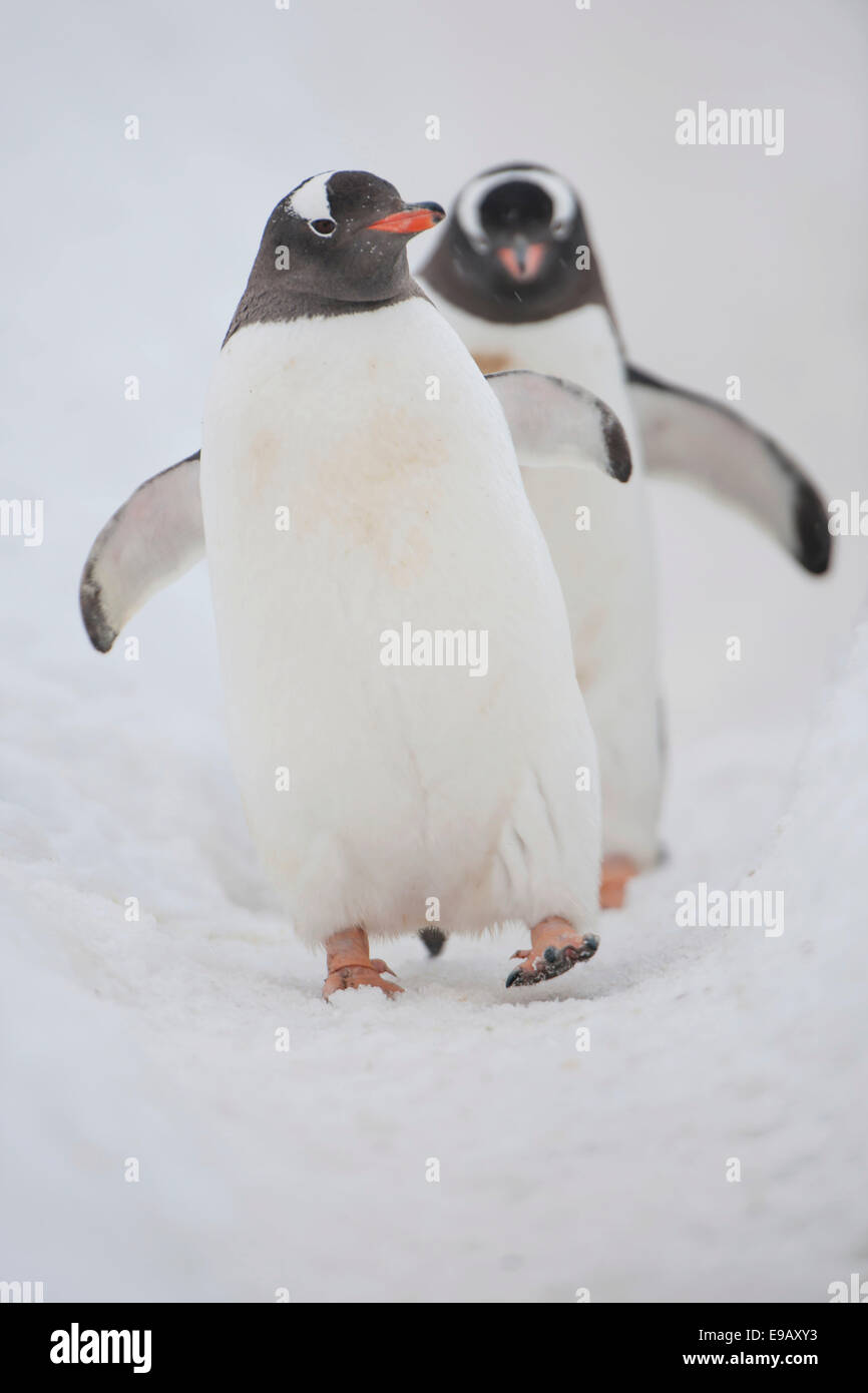 I pinguini di Gentoo (Pygoscelis papua), Walker Bay, Livingston isola, a sud le isole Shetland, Antartide Foto Stock