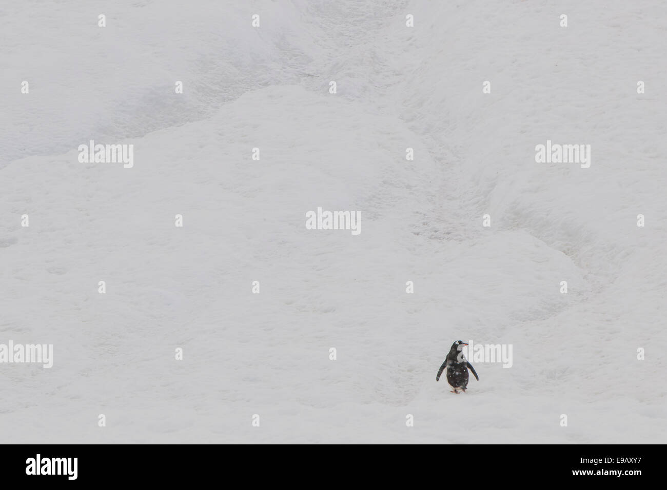 Pinguino Gentoo (Pygoscelis papua) nella neve, Walker Bay, Livingston isola, a sud le isole Shetland, Antartide Foto Stock