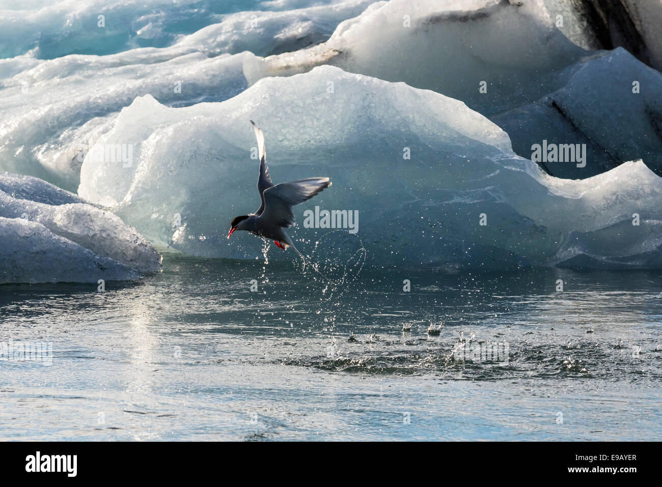 Arctic Tern (sterna paradisaea) pesca, iceberg, lago glaciale, Jökulsárlón laguna glaciale, ghiacciaio Vatnajökull, Austurland Foto Stock