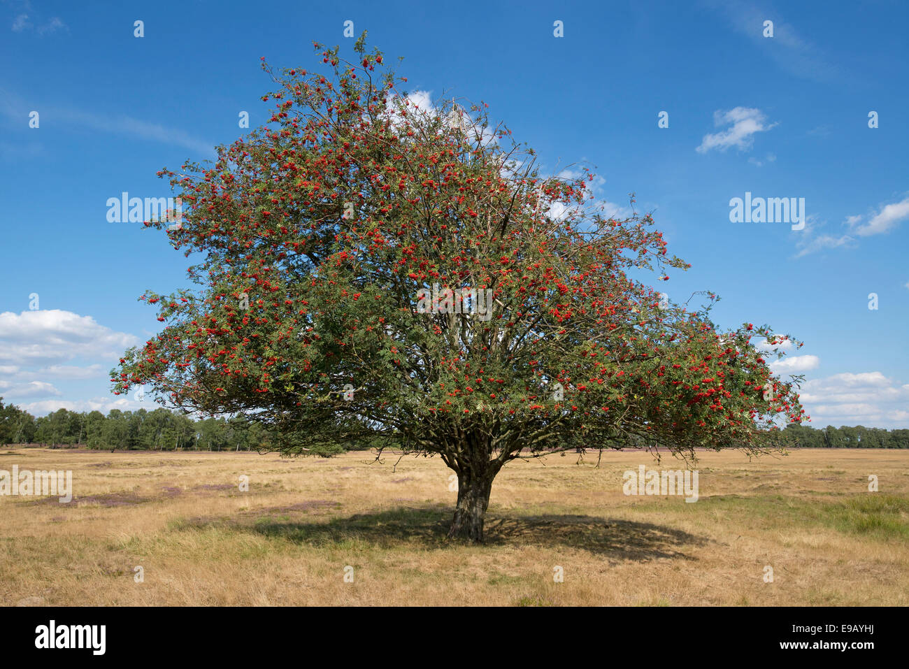 Cenere di montagna o Rowan (Sorbus aucuparia) con frutti rossi, Schneverdingen, Bassa Sassonia, Germania Foto Stock