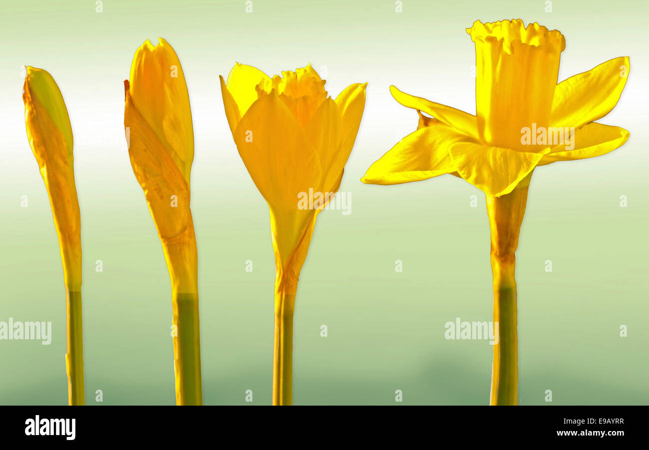 Crochi giallo (Crocus sp.) a partire da bloom Foto Stock