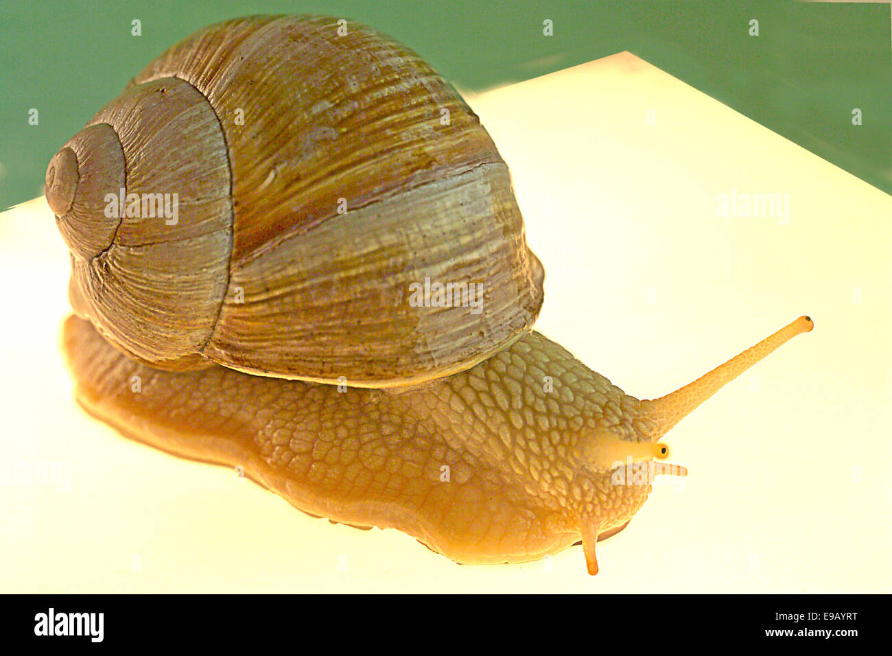 La Borgogna lumaca (Helix pomatia) Foto Stock