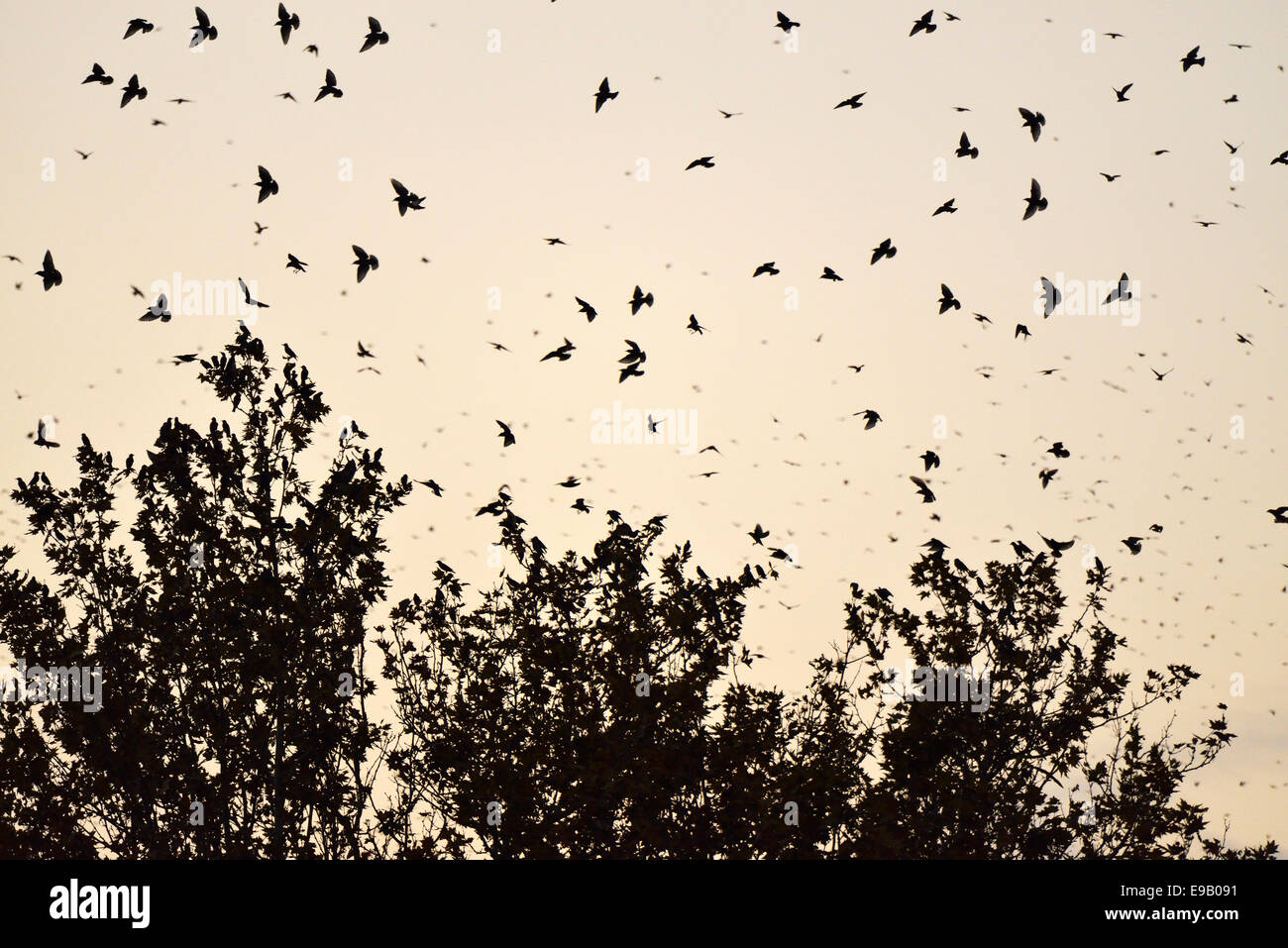 Stormo di uccelli, storni (Sturnus vulgaris) che circonda il loro albero a pelo, Italia Foto Stock