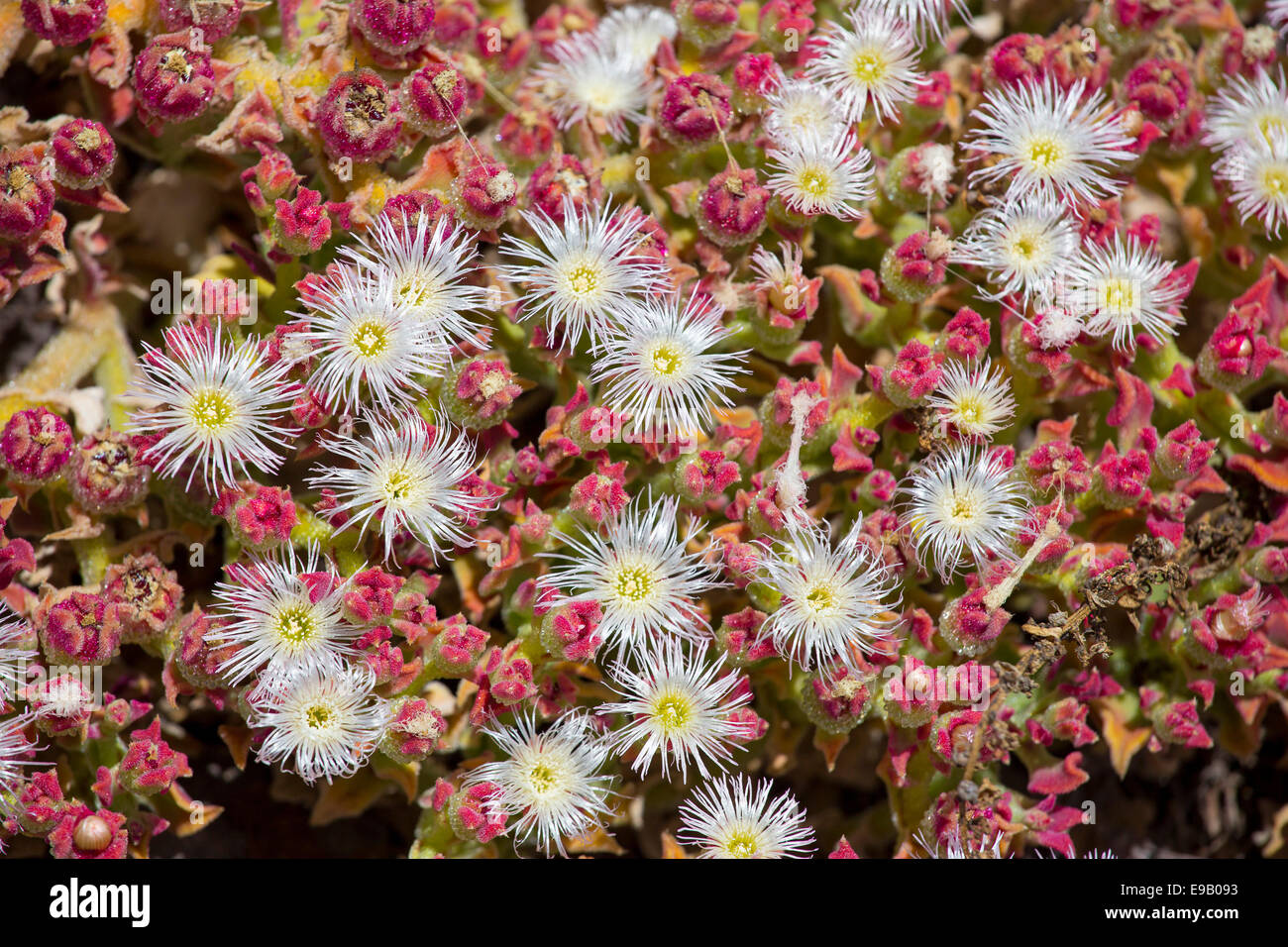 Impianto di ghiaccio cristallino o Iceplant (Mesembryanthemum crystallinum), Valle Gran Rey, La Gomera, isole Canarie, Spagna Foto Stock