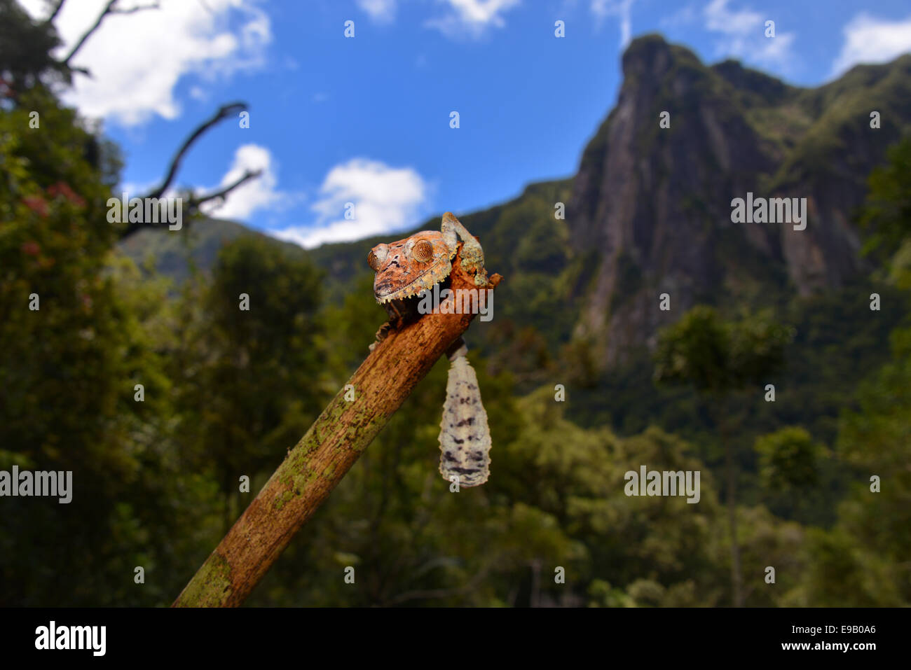 Foglie giganti-coda di geco o flat-tail Gecko (Uroplatus giganteus), Marojejy National Park, Madagascar Foto Stock
