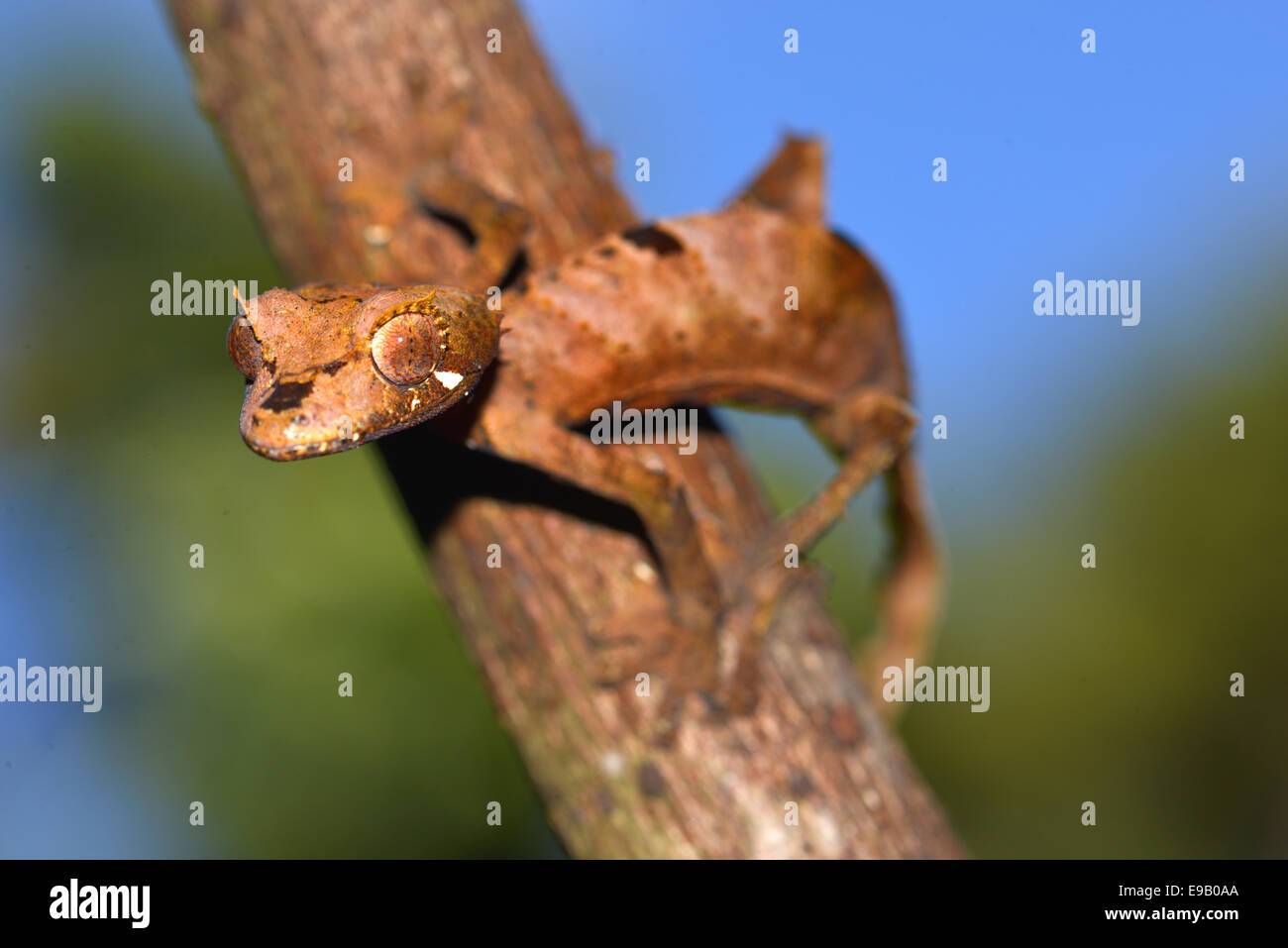 Foglia-Gecko di coda o flat-tail Gecko (Uroplatus giganteus), Marojejy National Park, Madagascar Foto Stock