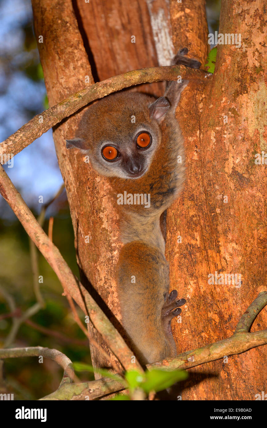 Ankarana lemure sportive (Lepilemur ankaranensis), Ankarana, il Parco nazionale del Madagascar Foto Stock