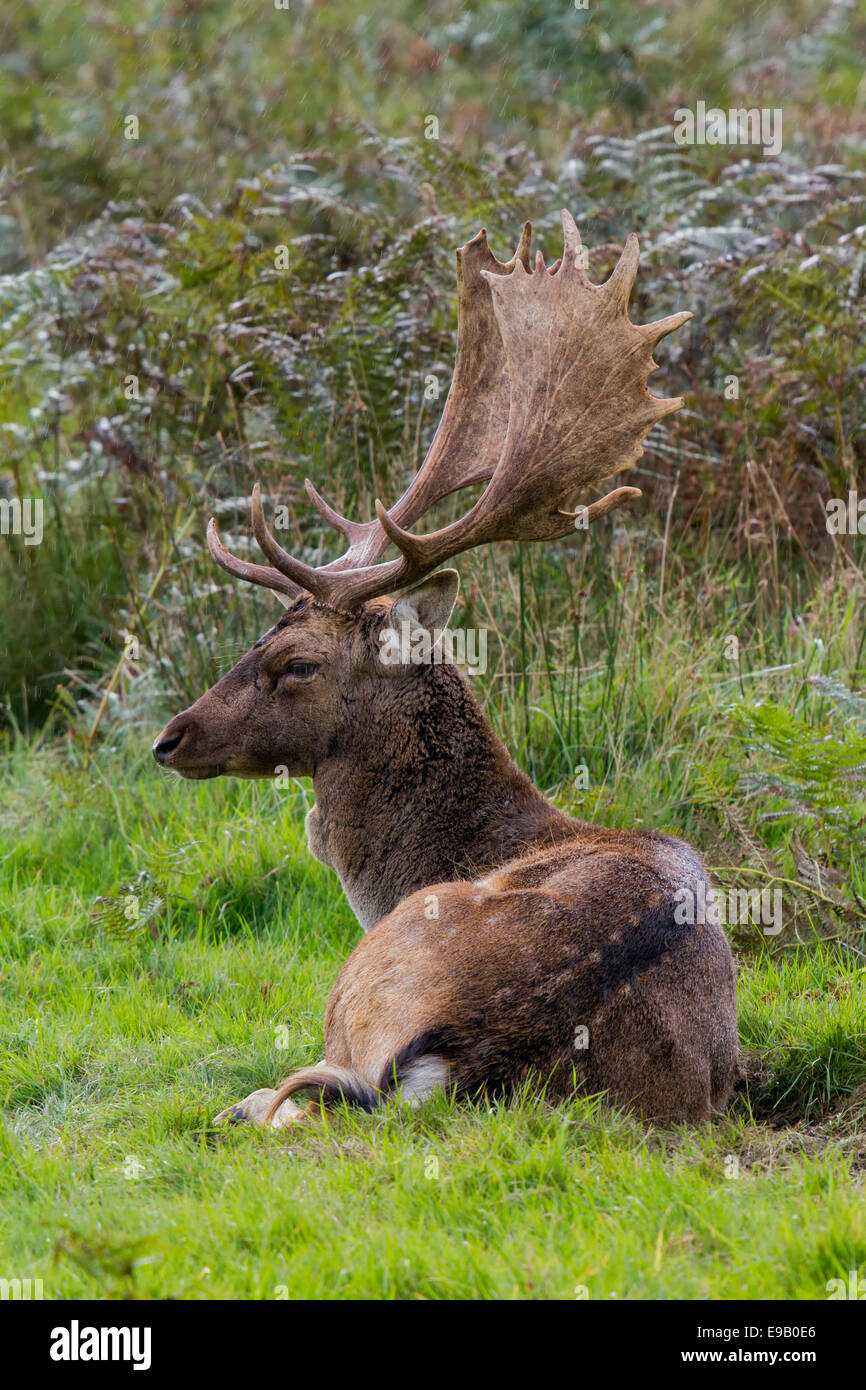 Daini (Dama Dama), buck che stabilisce in erba dei pascoli, Wales, Regno Unito, Europa Foto Stock