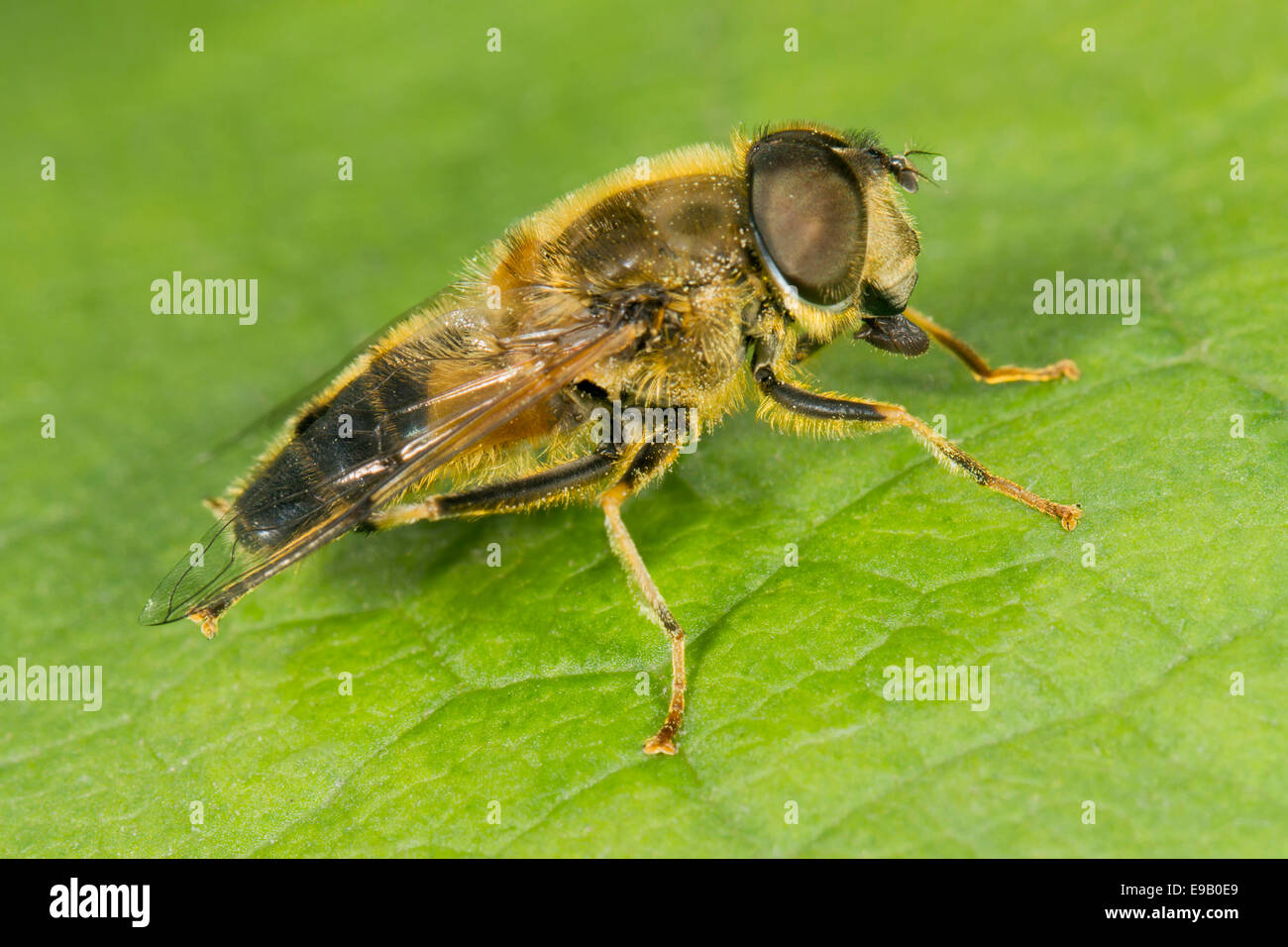 Hoverfly (Eristalis tenax), Wales, Regno Unito Foto Stock