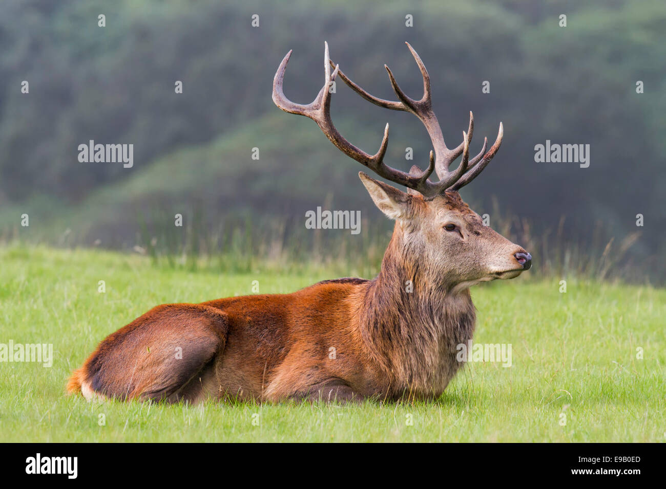 Il cervo (Cervus elaphus), maschio che stabilisce, Wales, Regno Unito, Europa Foto Stock