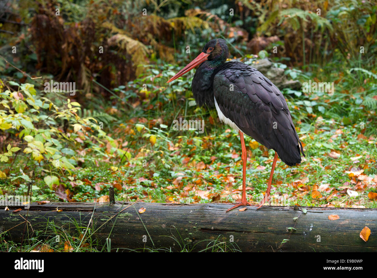 Cicogna Nera (Ciconia nigra), enclosure esterna, Parco Nazionale della Foresta Bavarese, Baviera, Germania Foto Stock
