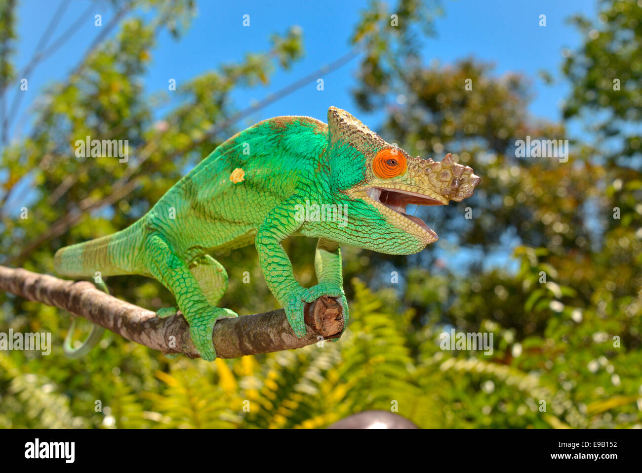 Parson's Chameleon (Calumma parsonii), Madagascar Foto Stock