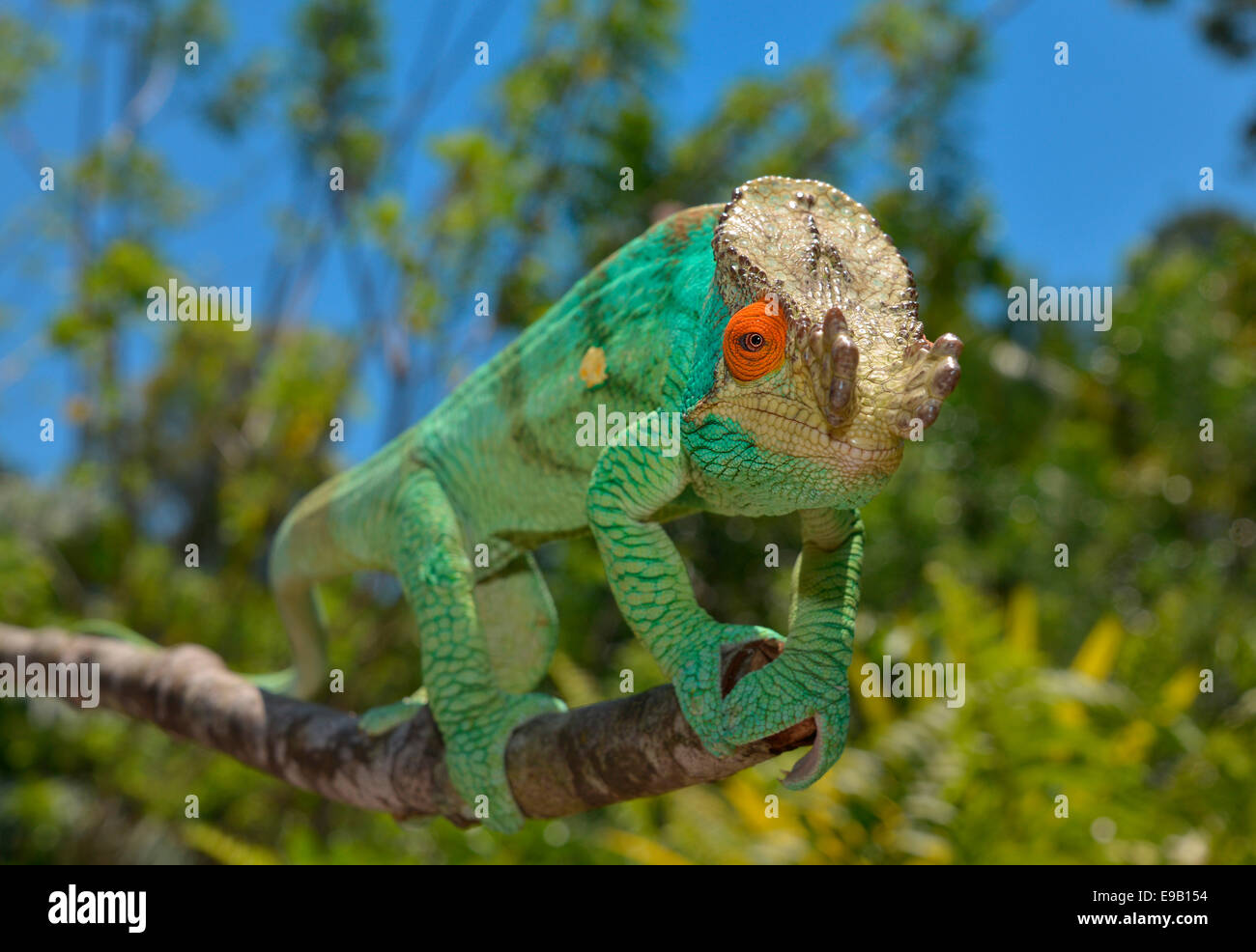 Parson's Chameleon (Calumma parsonii), Madagascar Foto Stock