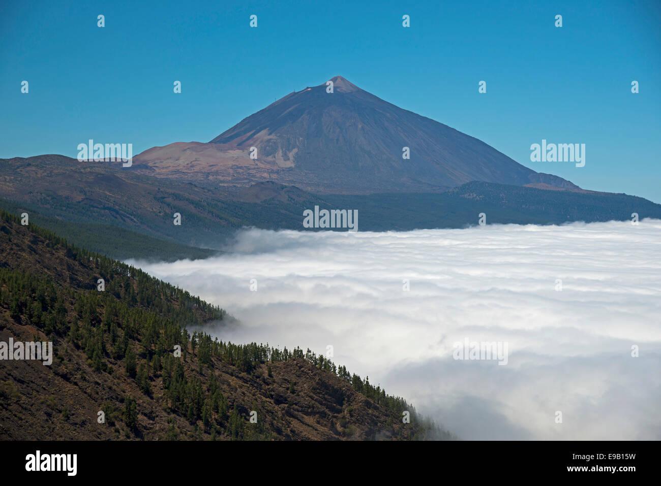 Foresta di Pini, Canary Island pine (Pinus canariensis), ALISEI, il vulcano Pico del Teide, 3718m, sul retro Foto Stock
