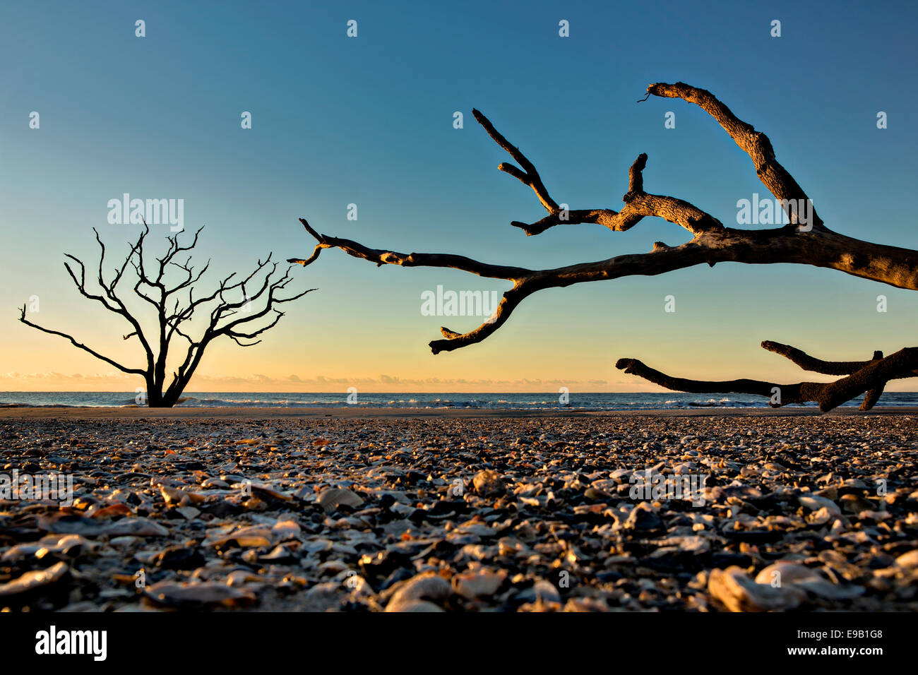 Driftwood alberi contro il sorgere del sole sulla spiaggia di cimitero a Botany Bay Plantation Ottobre 16, 2014 in Edisto Island, nella Carolina del Sud. Ogni anno 144.000 metri cubi di sabbia è lavato via con le onde sulla spiaggia e nearshore erodendo la foresta costiera lungo il fronte spiaggia. Foto Stock