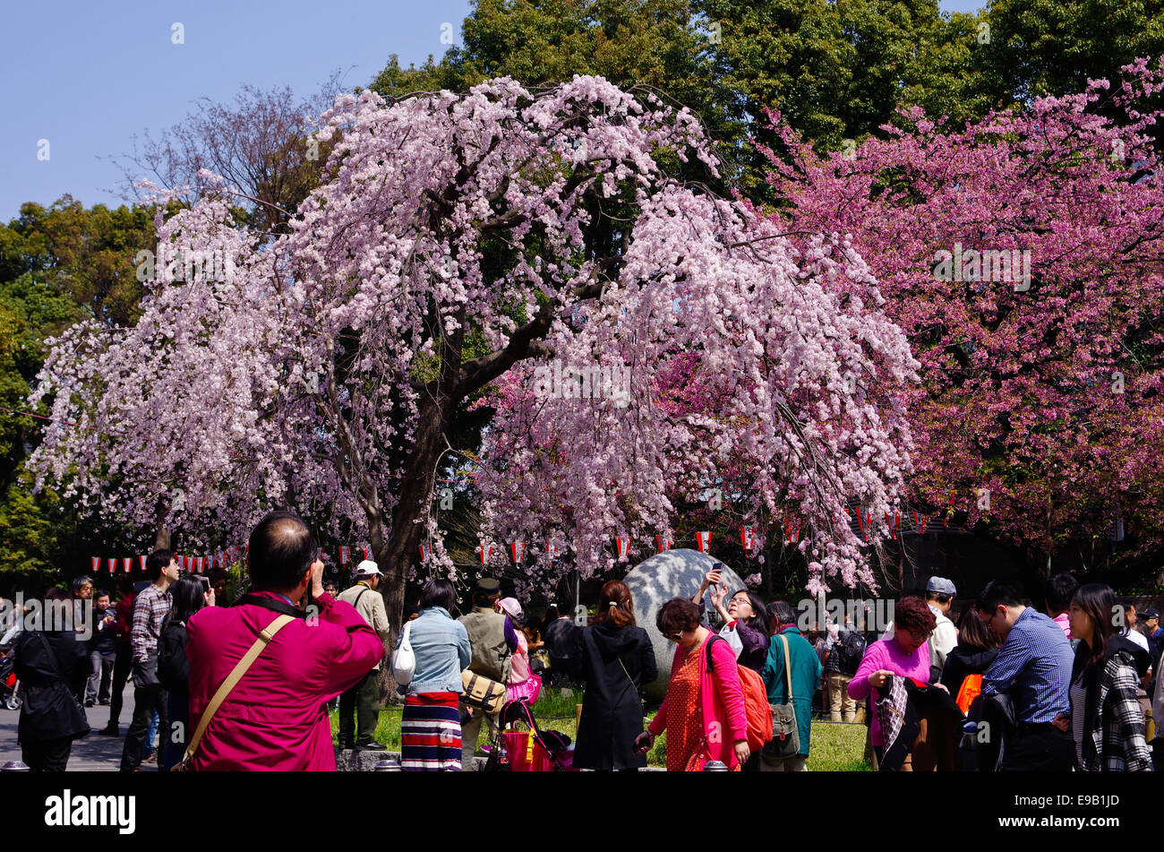 Shidarezakura (ciliegio piangente) Albero in piena fioritura all'entrata del Parco di Ueno a Tokyo in Giappone Foto Stock