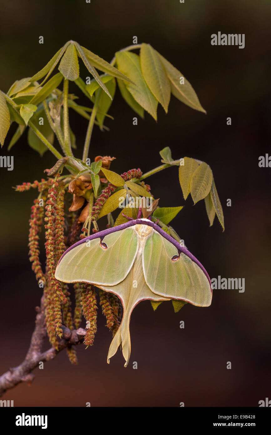 Luna Moth maschio su Mockernut Hickory tree. Congaree National Park, SC, spirng. Foto Stock