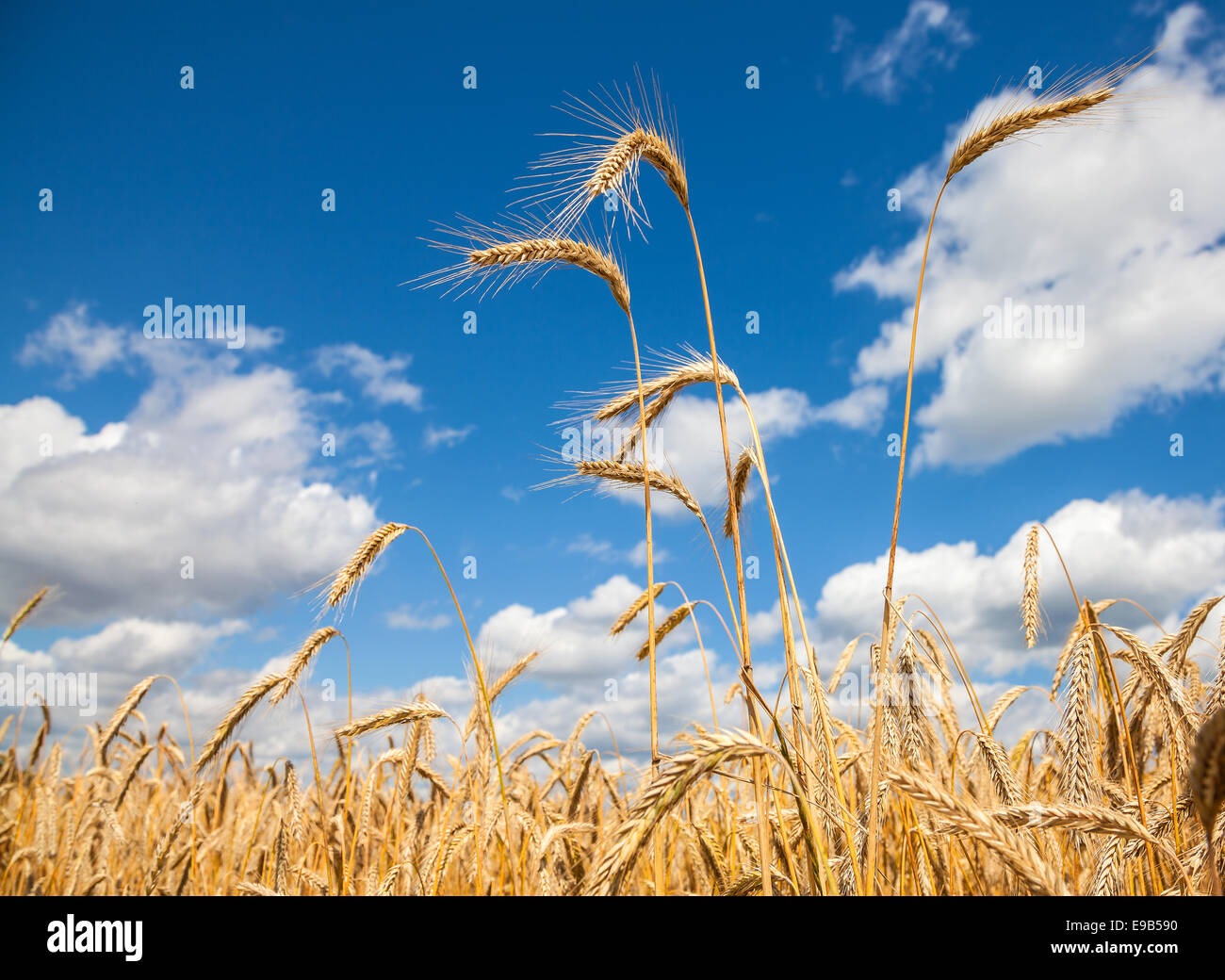 Golden campo di grano con cielo blu e nuvole in background. Foto Stock