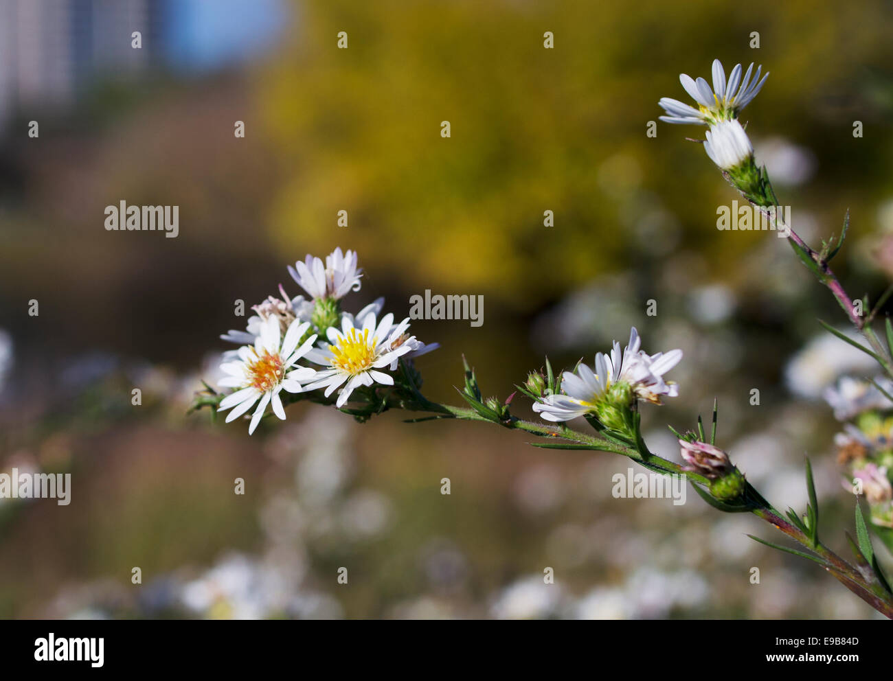 Fiori sulla giornata di sole in Lincoln Park Foto Stock