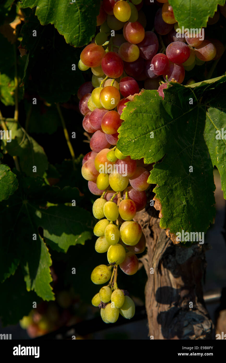 Le uve in vigna a milos in Grecia Foto Stock